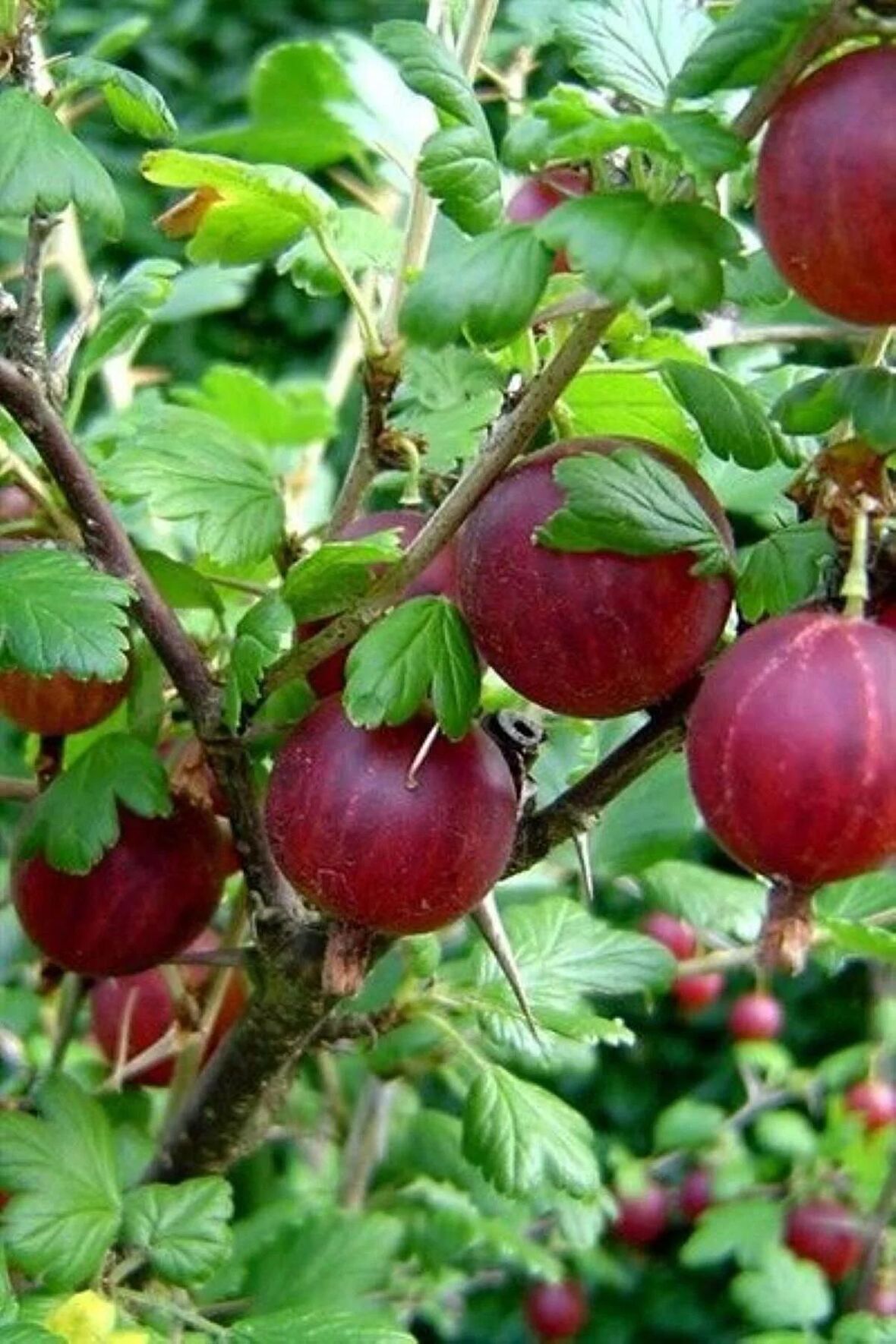 Bahçenize Renk ve Lezzet Katın! 3 Adet Bektaşi Üzüm Fidanı