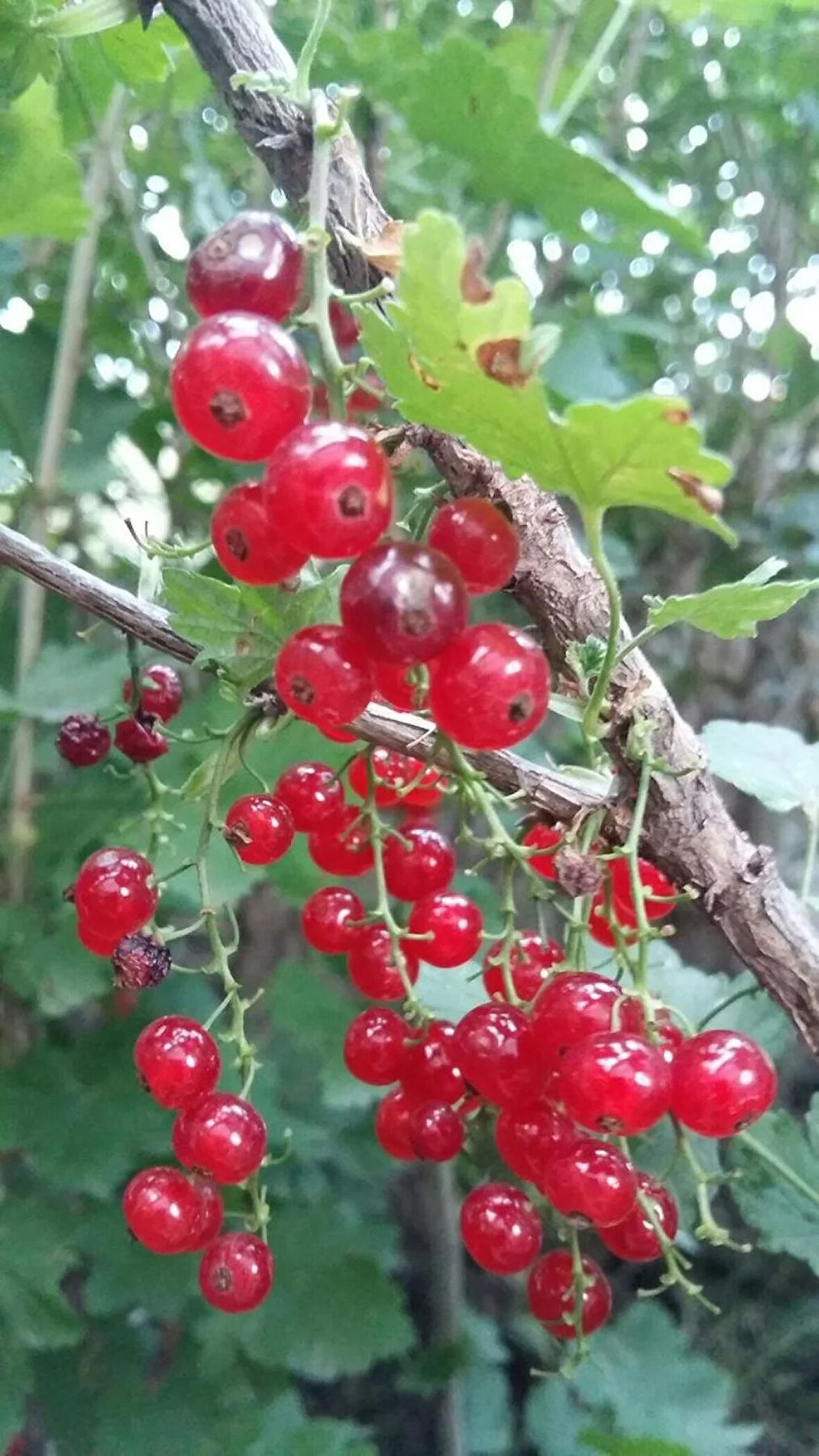 "Tüplü 3 Adet Frenk Üzümü fidanı (Ribes rubrum) - Bahçenize Renk ve Tat Katın"