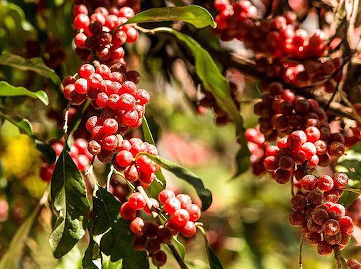 "1 Yaşında Saksılı Güz Yemişi (Elaeagnus umbellata) Fidanı - Lezzetli ve Besleyici Meyveler" 1 adet