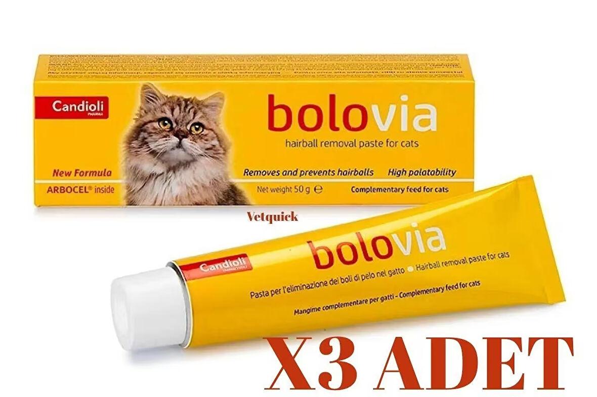 Bolovia Kedi Maltı