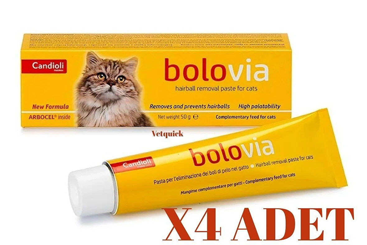 Bolovia Kedi Maltı