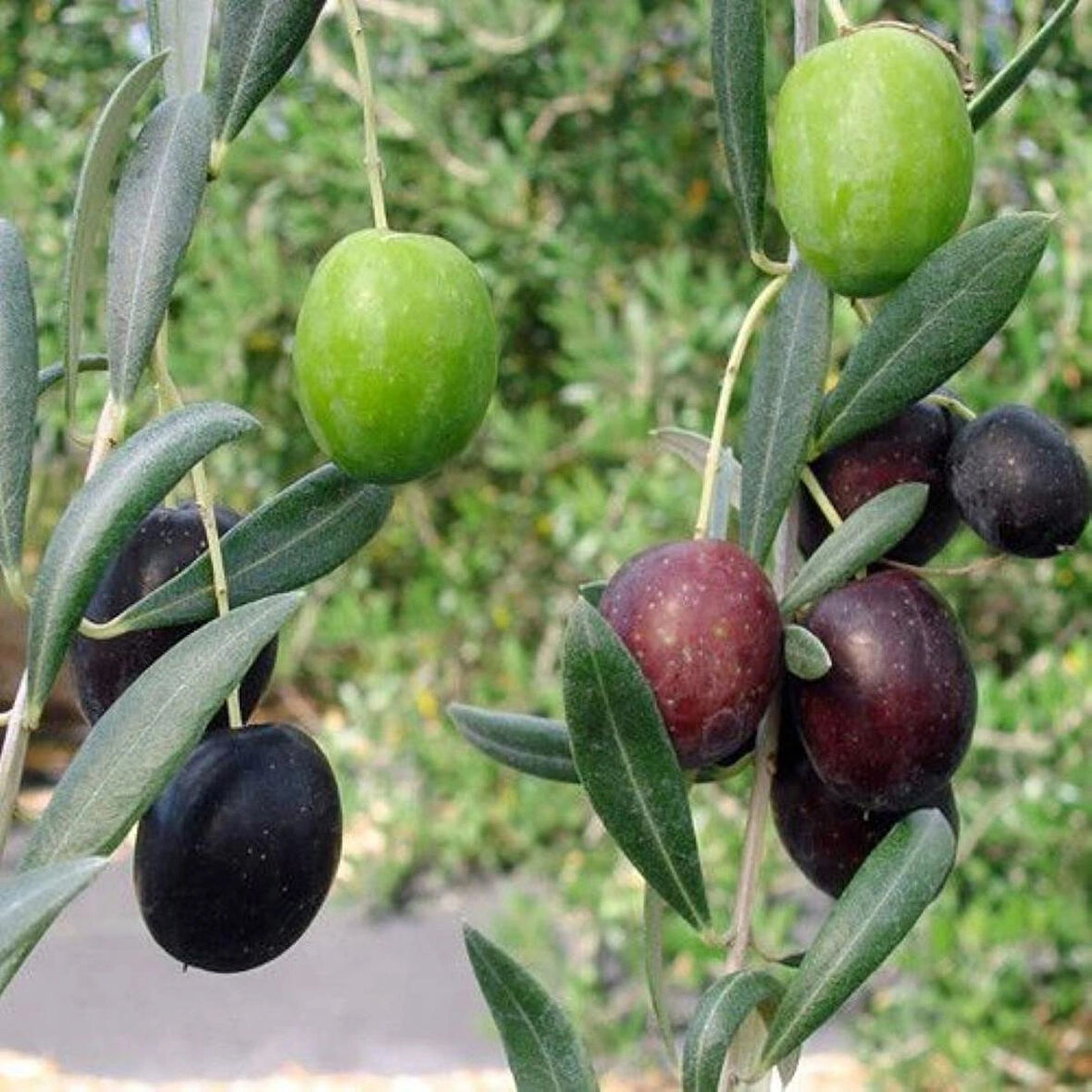 "Zeytin Ağacı Fidanı - Bahçenize Akdeniz Esintisi Katın"1-2 yaş saksılı