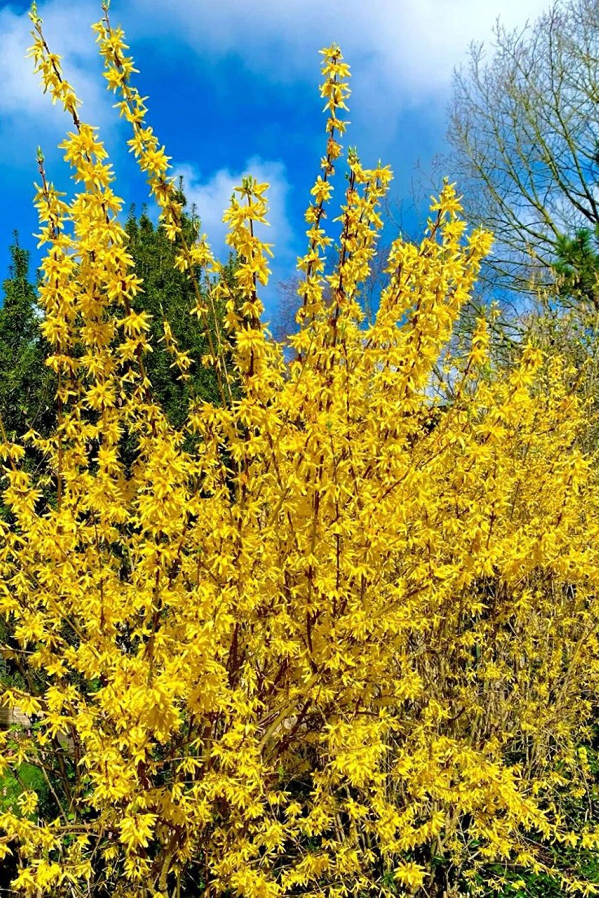 1 Adet "Tüplü Altın Çanak (Forsythia) Fidanı - Bahçeniz İçin Zarif ve Dayanıklı ağaç"