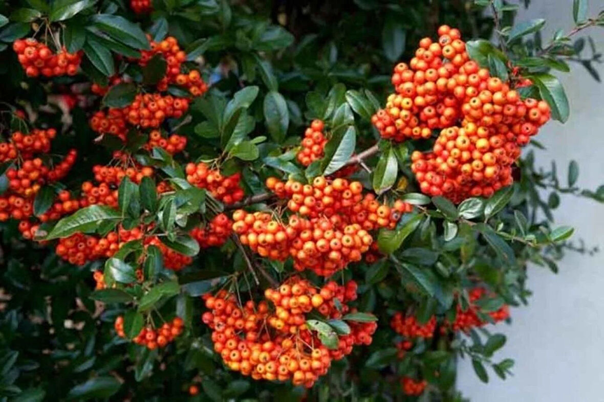 "Sağlıklı ve Canlı Ateş Dikeni (Pyracantha) - Kolay Yetişen ve Dayanıklı"