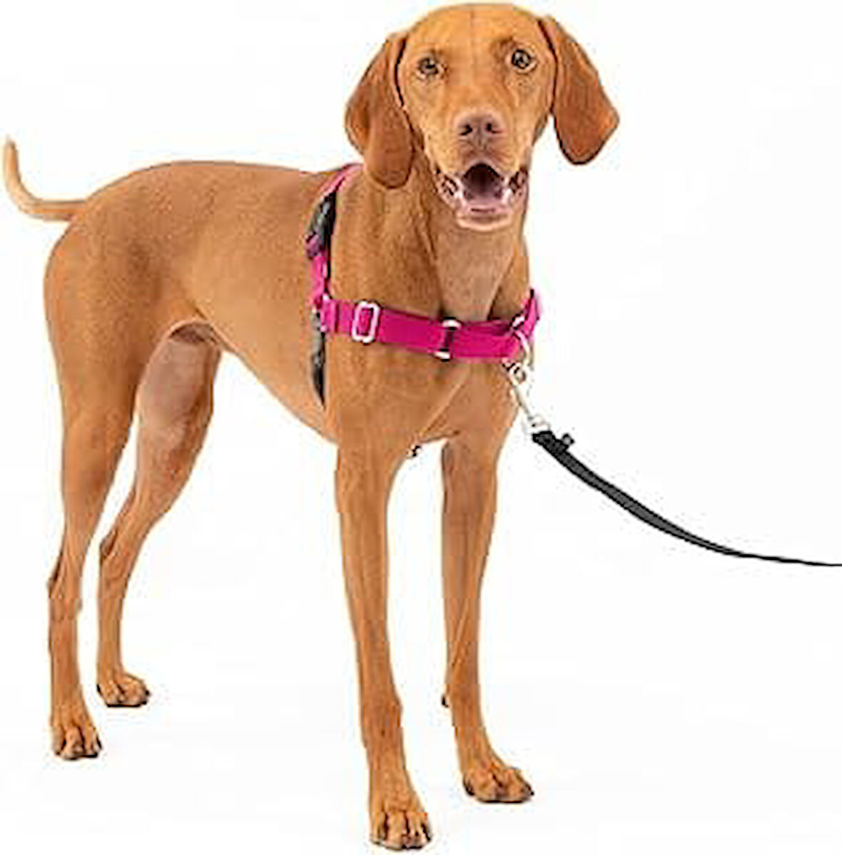 PetSafe Easy Walk No-Pull Köpek Göğüs Tasması, Çekmeyi Önlemeye Yardımcı, Kontrolü Ele Alın ve Tasmayla Daha İyi Yürümeyi Öğretin, Evcil Hayvanların Yürürken Çekmesini Önlemeye Yardımcı