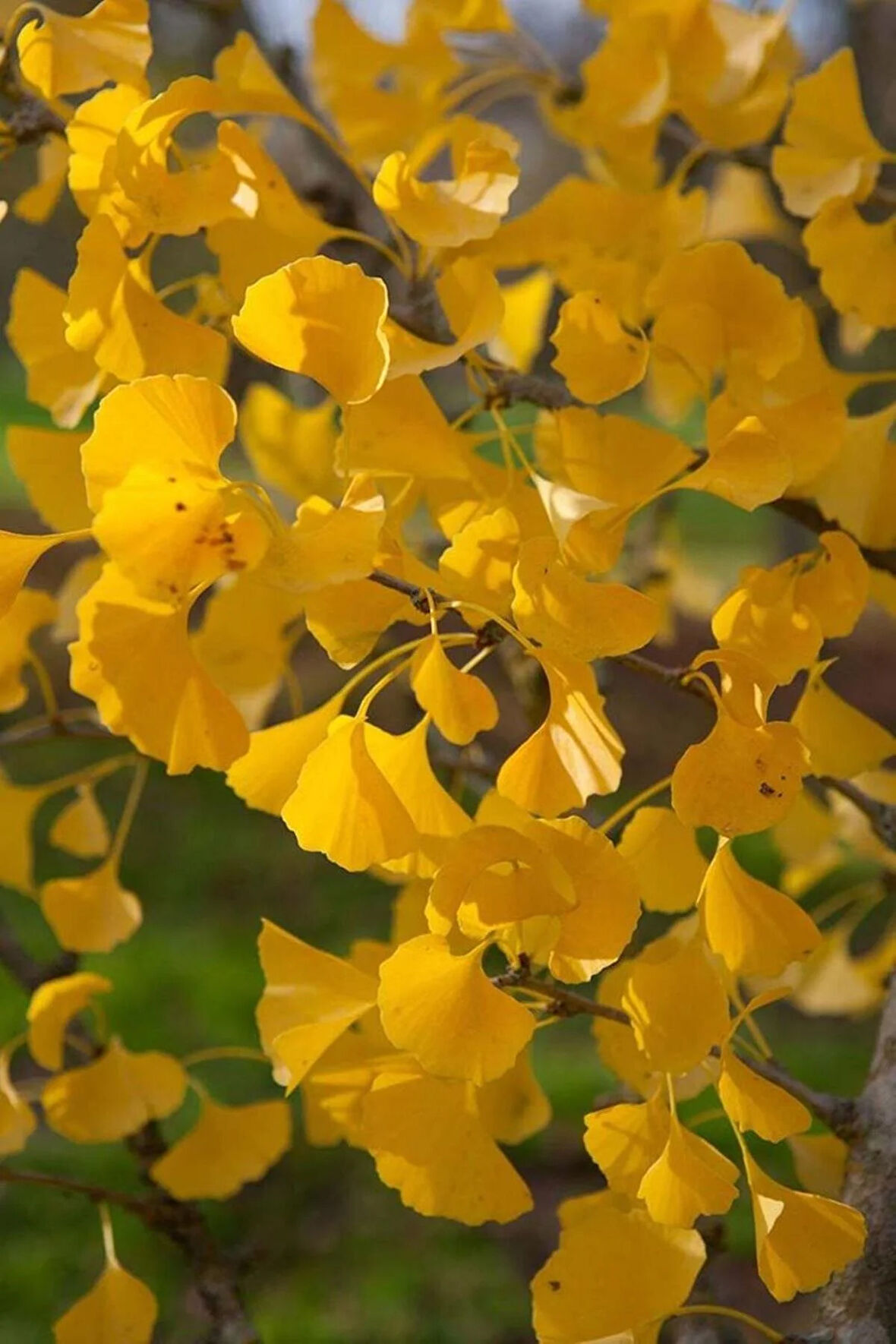 "2 Adet Mabet Ağacı (Ginkgo biloba) Fidanı - Bahçeniz İçin Zarif ve Sağlıklı Ağaçlar"