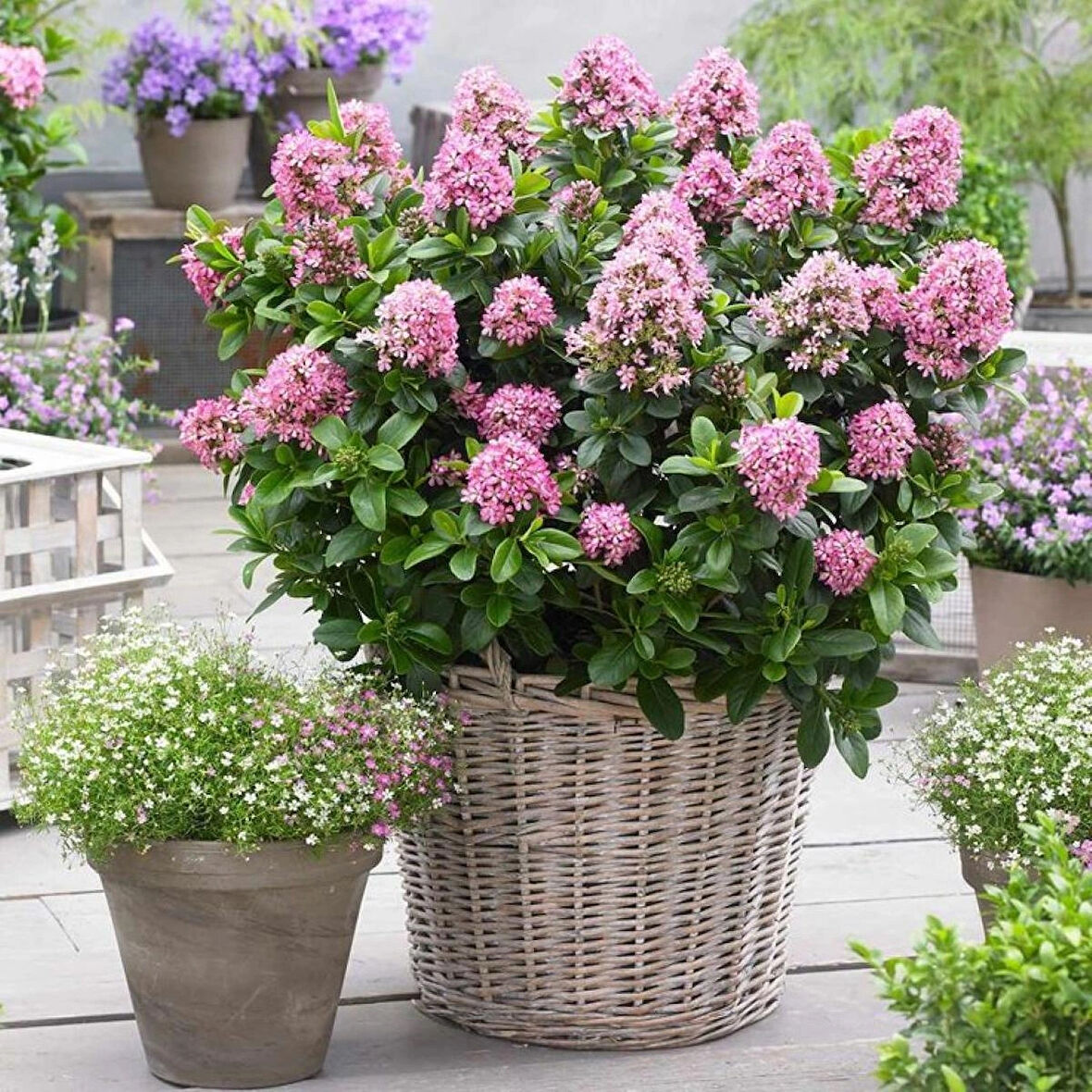 2 Yaşında Saksılı Pembe Çiçekli Eskalonya (Escallonia leavis pink elle) Fidanı | Hoş Kokulu ve Dayanıklı Bitki Fidanı