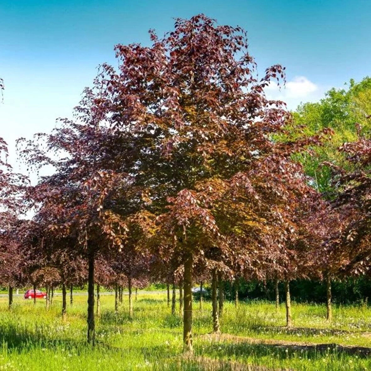  Kırmızı Kayın Fidanı Fagus sylvatica 'Atropurpurea'| Bahçeniz İçin Mor Kırmızı Yapraklı Gösterişli Ağaç 2 yaş saksılı