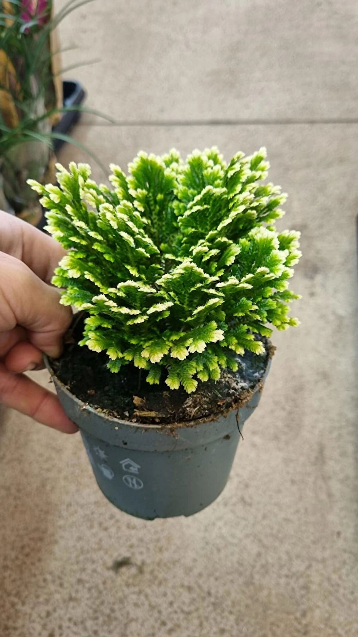 selaginella(süs yosunu)