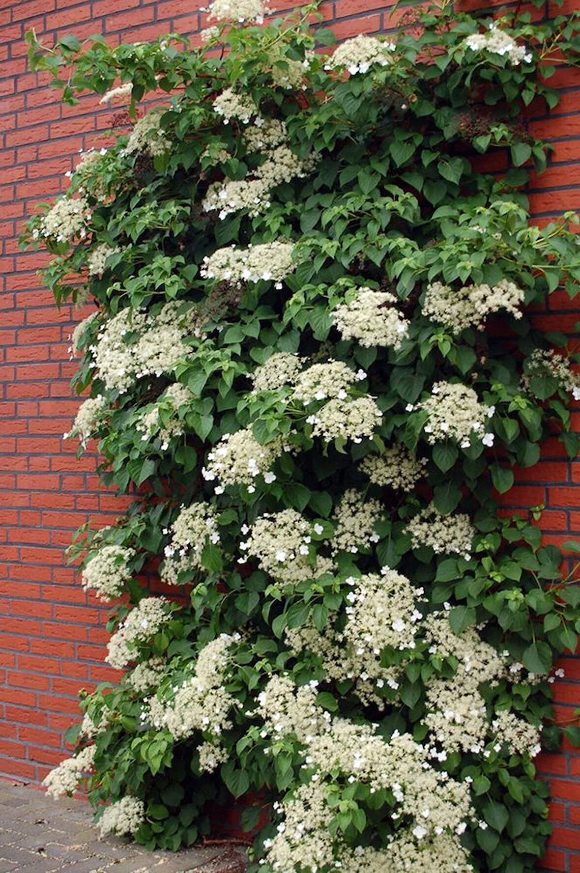 "Tüplü Sarmaşık Ortanca Gülü (Hydrangea petiolaris) - Bahçenize Zarafet ve Güzellik Katın