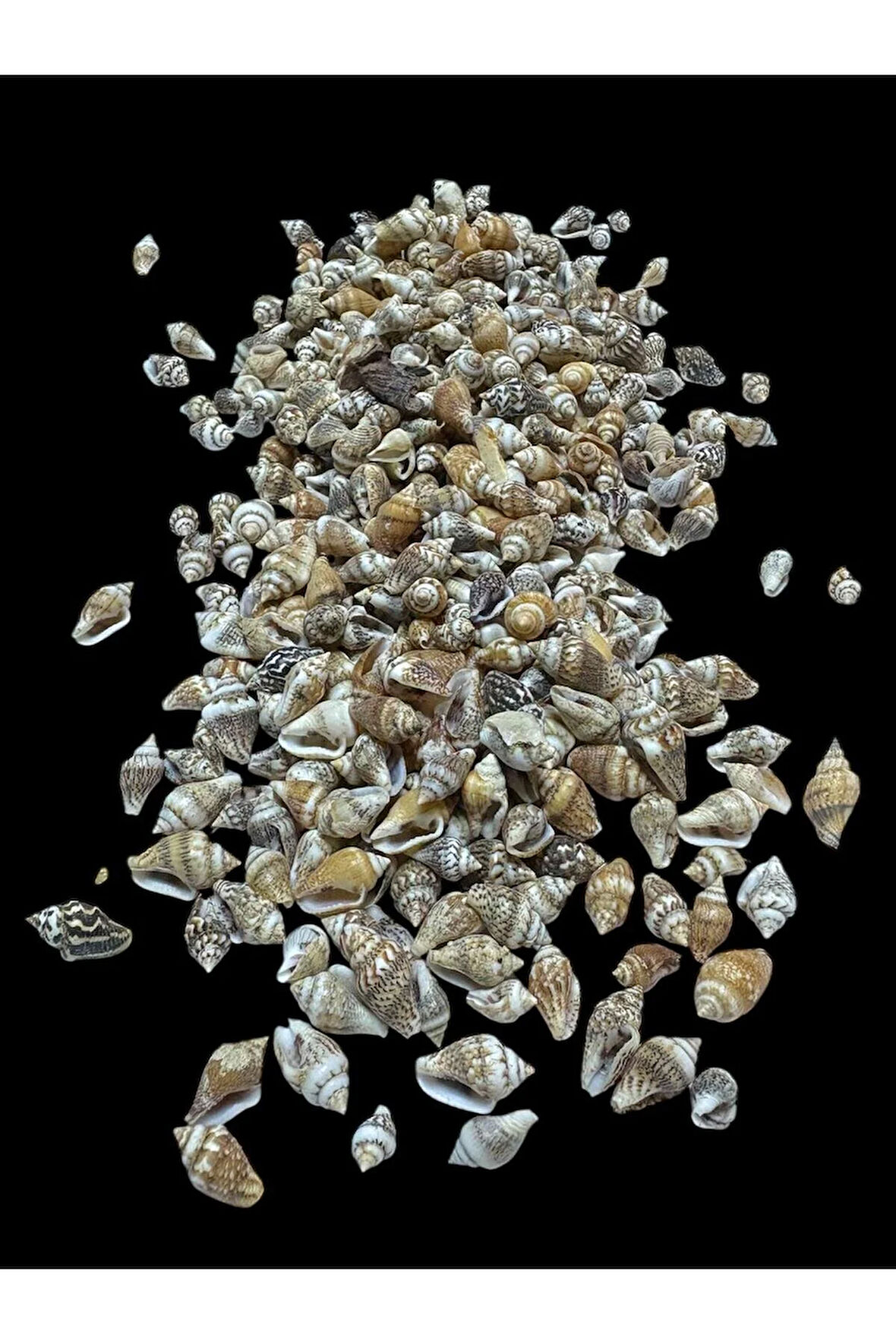 Deniz Kabukları 100 Gr NO-1-NASSASHEL