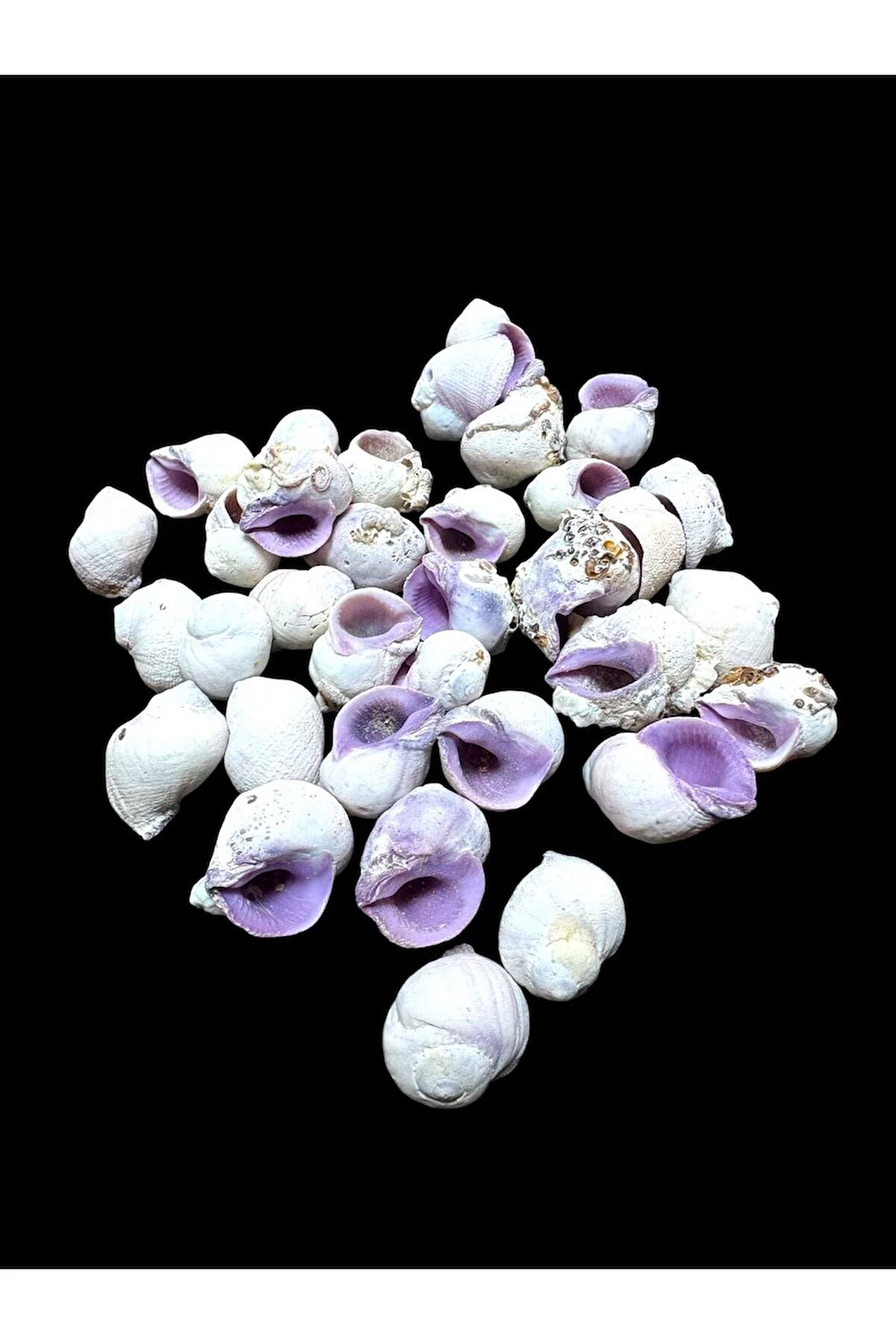 Deniz Kabukları 100 Gr NO-11-CEBUBEAUTY