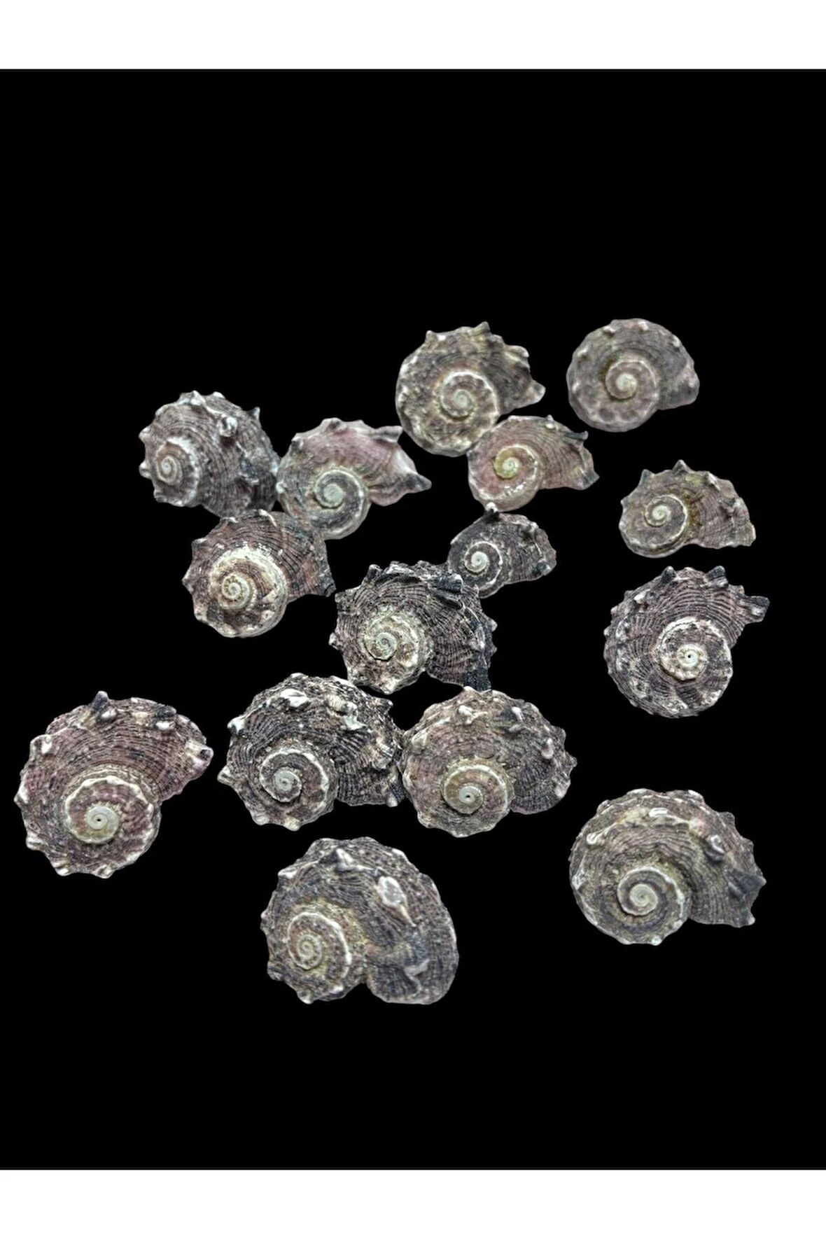 Deniz Kabukları 100 Gr NO-12-ANGARİADELPENOLA