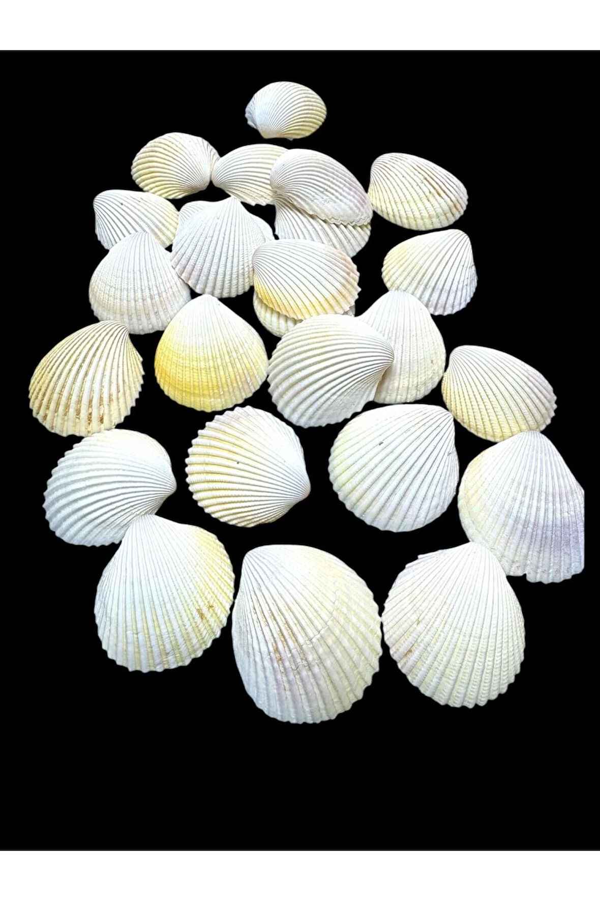 Deniz Kabukları 100 Gr NO-13-ARCARCA