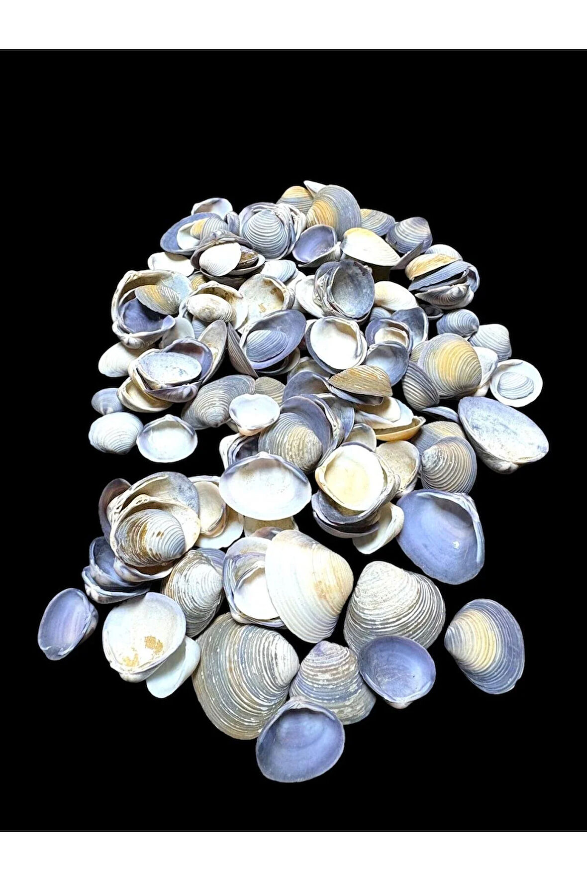 Deniz Kabukları 100 Gr NO-14-CAYCAYPURPLE