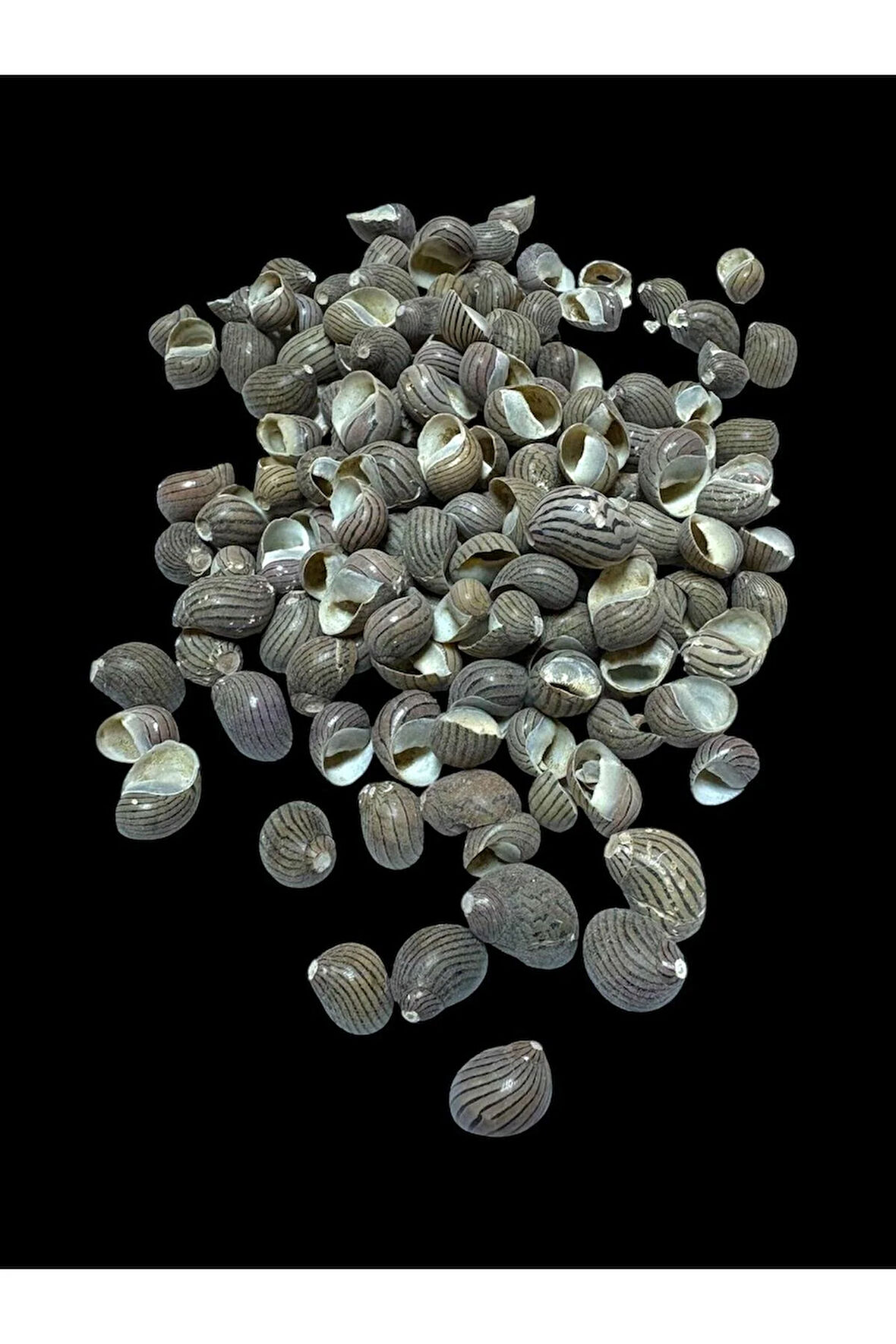 Deniz Kabukları 100 Gr NO-16-NERİTACOMMUNİS