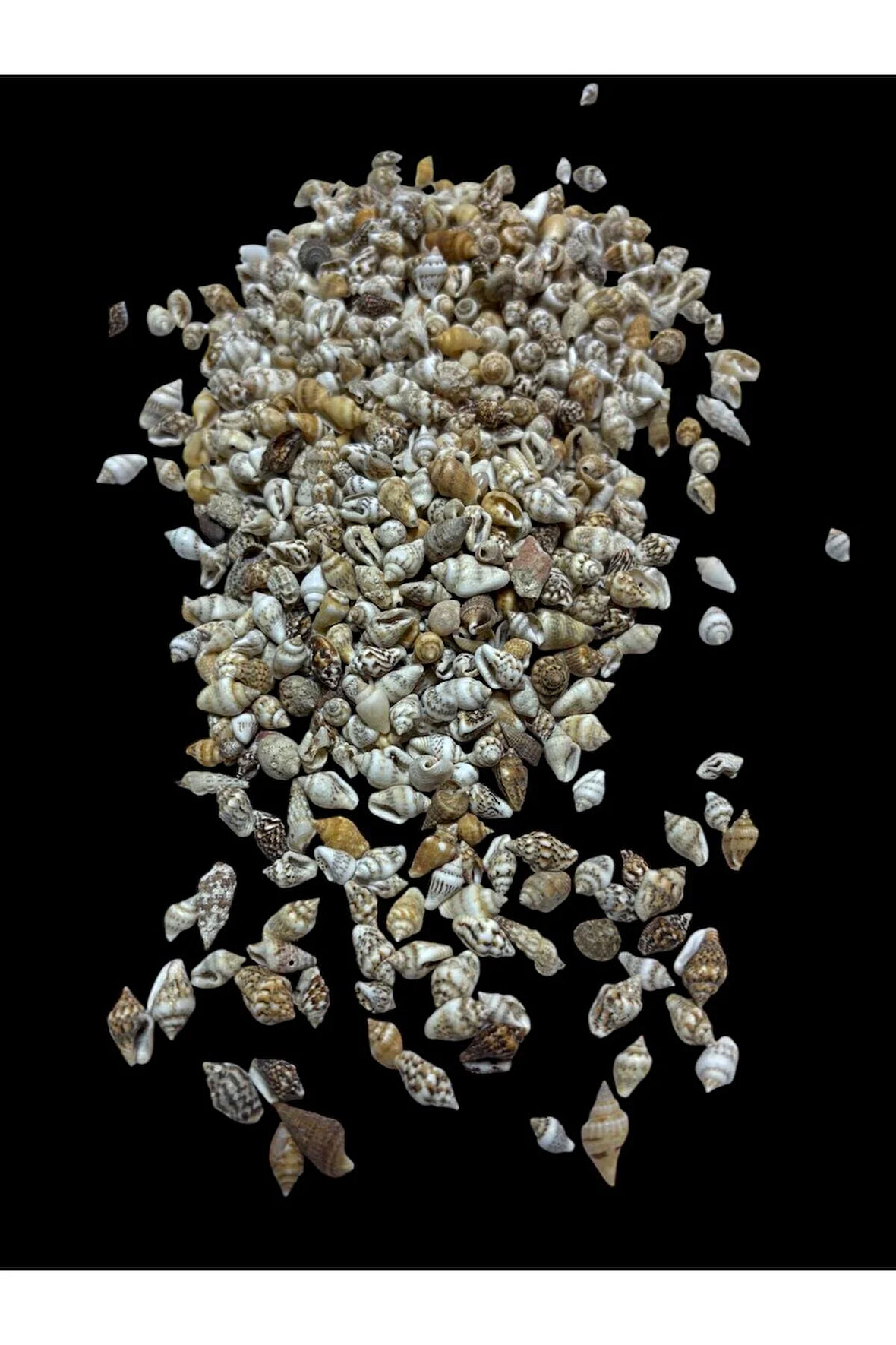 Deniz Kabukları 100 Gr NO-17-NASSASHEL2