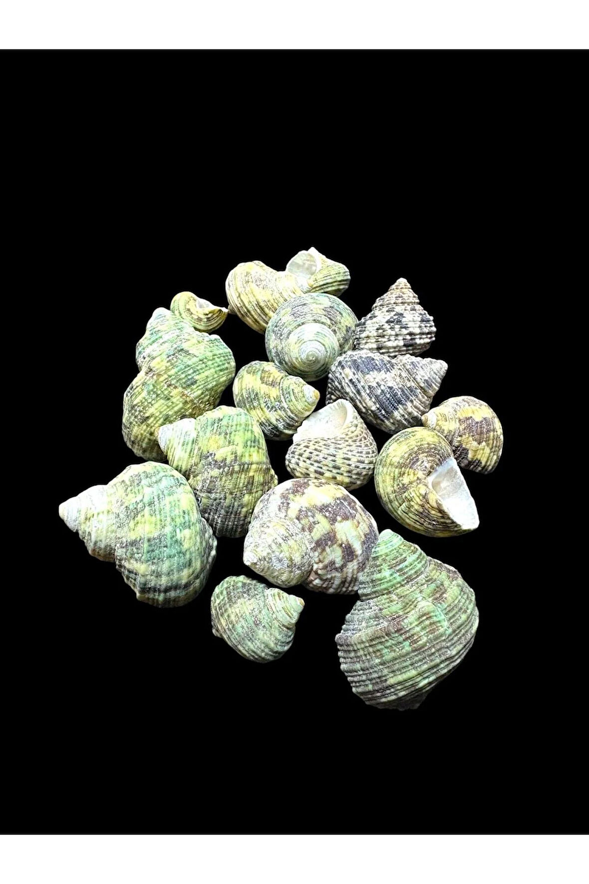 Deniz Kabukları 100 Gr NO-19-BRUNEUS