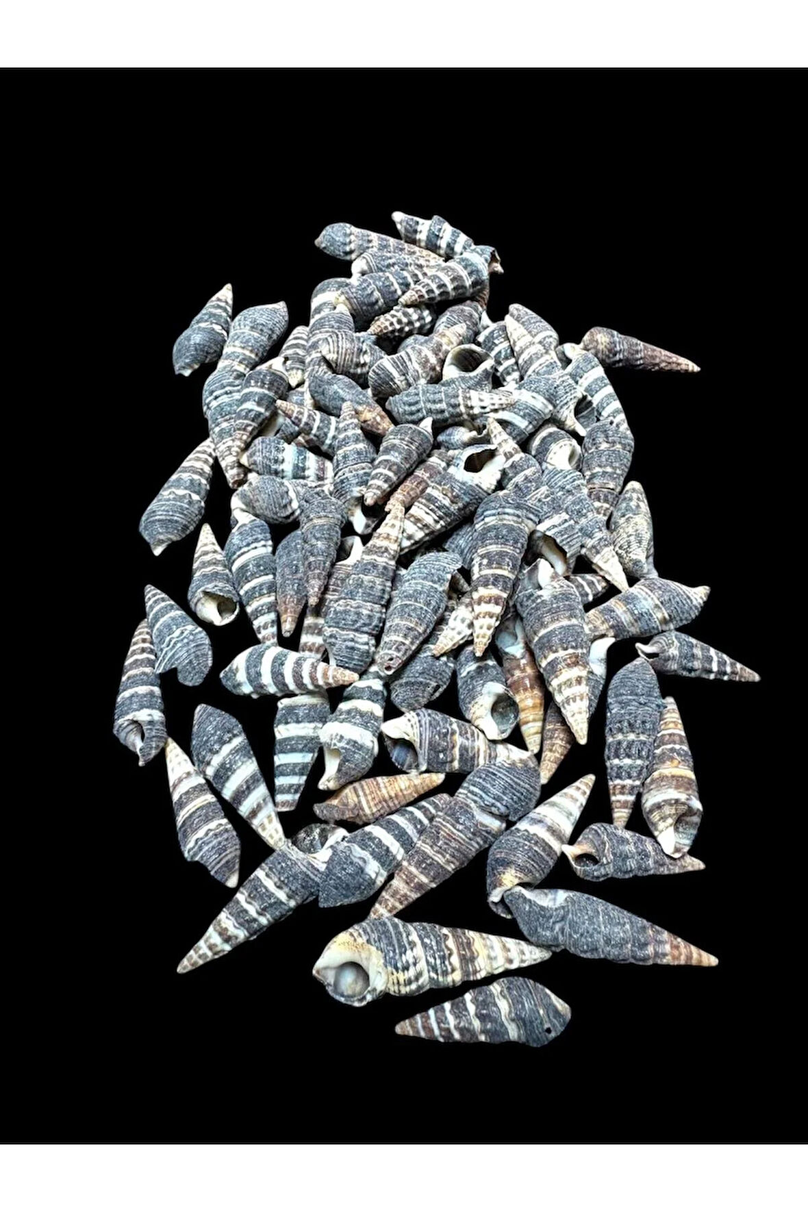 Deniz Kabukları 100 Gr NO-2-BATİLLARİAZONALİS