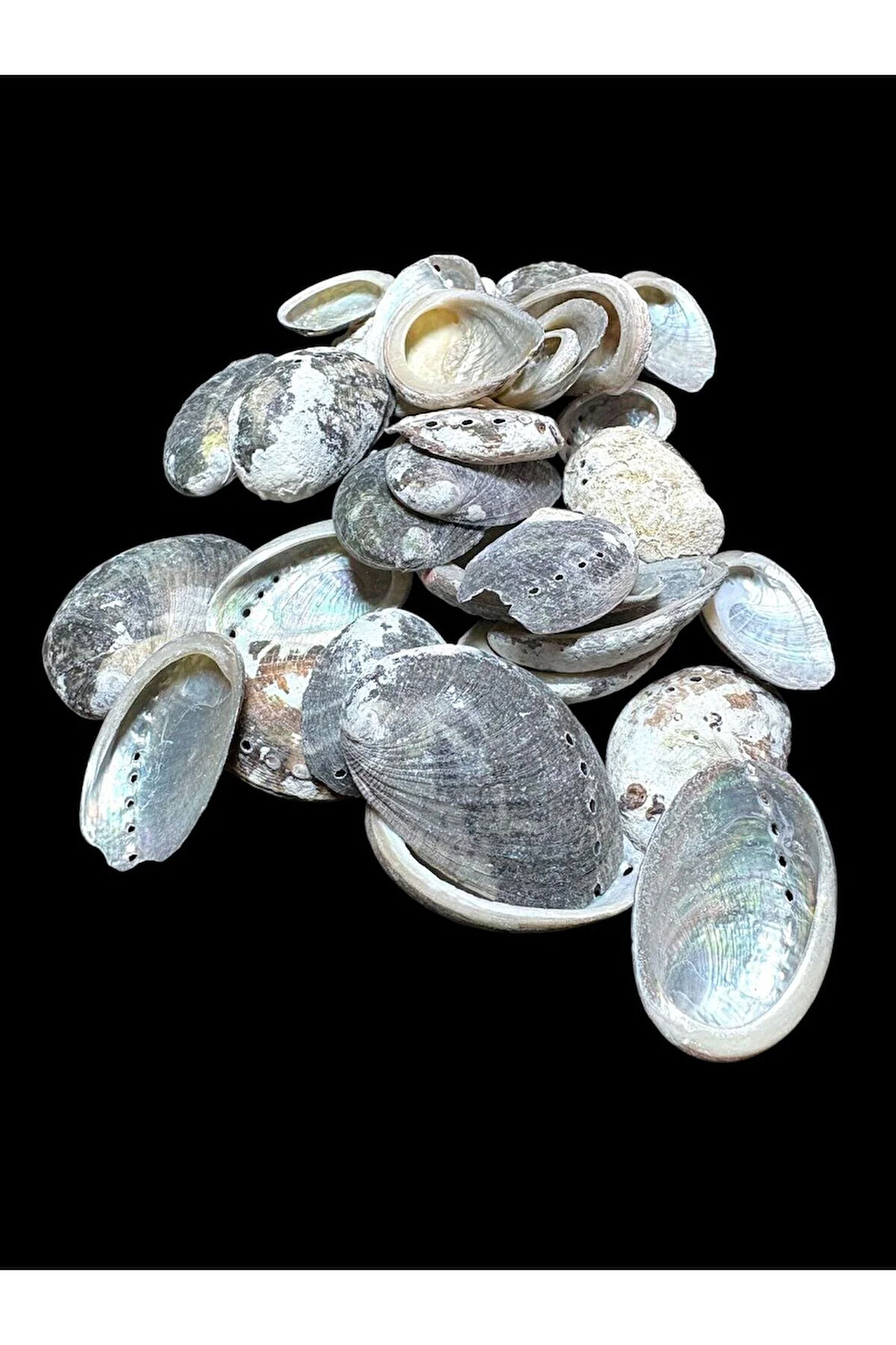 Deniz Kabukları 100 Gr NO-20-HALIOTİSPULCHERİMA