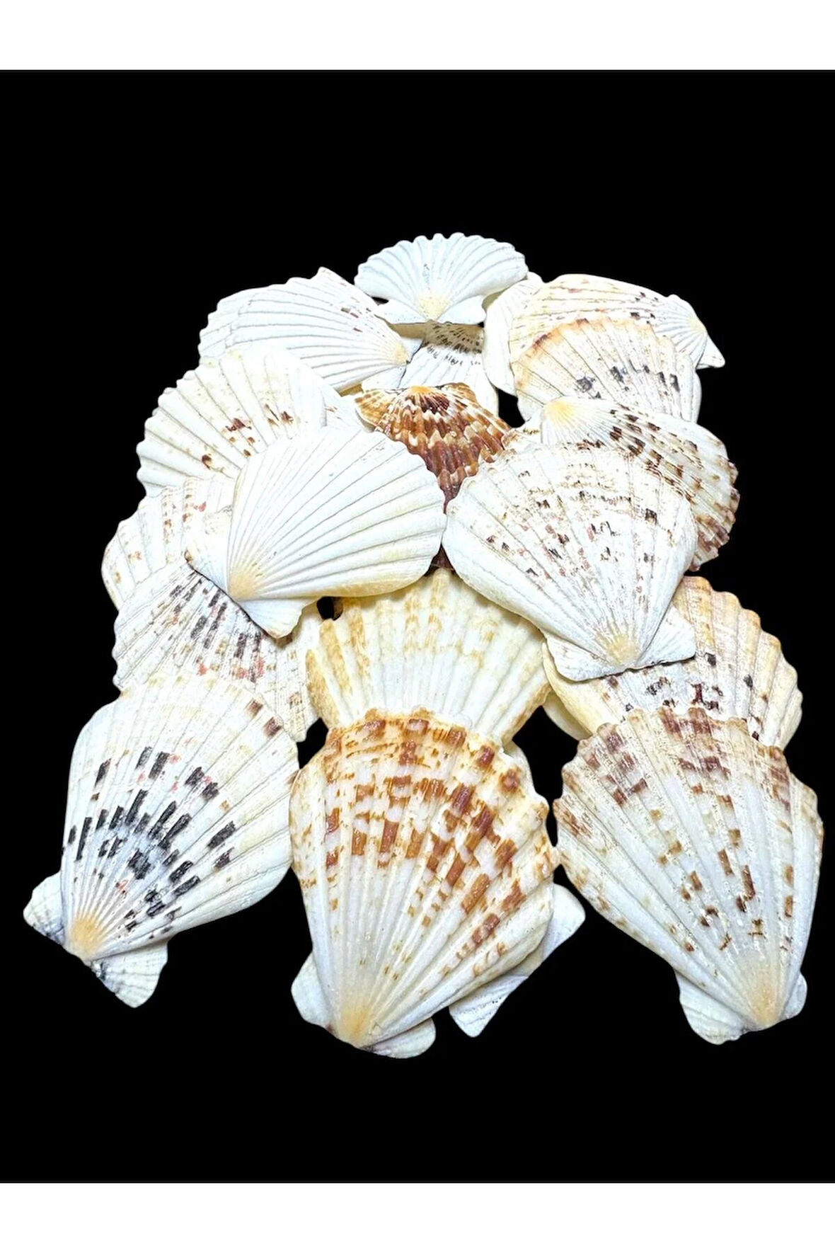 Deniz Kabukları 100 Gr NO-5-PECTENMASTARENSİS