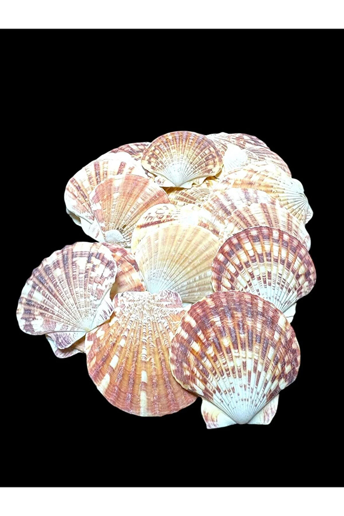 Deniz Kabukları 100 Gr NO-7-VİXİLLİUMNATUREL