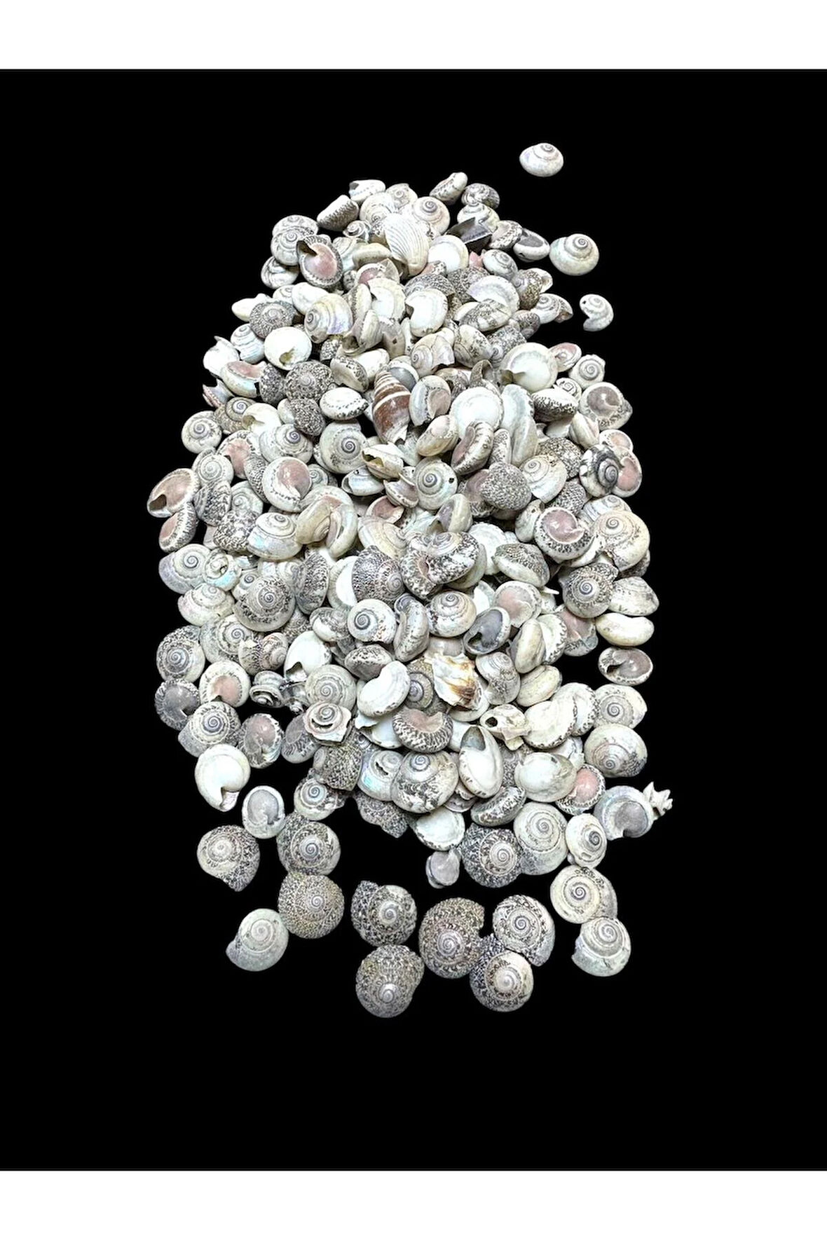 Deniz Kabukları 100 Gr NO-8-UMBİNİUM