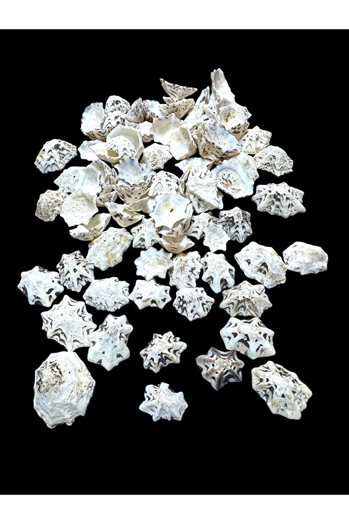 Deniz Kabukları 100 Gr NO-9-STARLİMPET