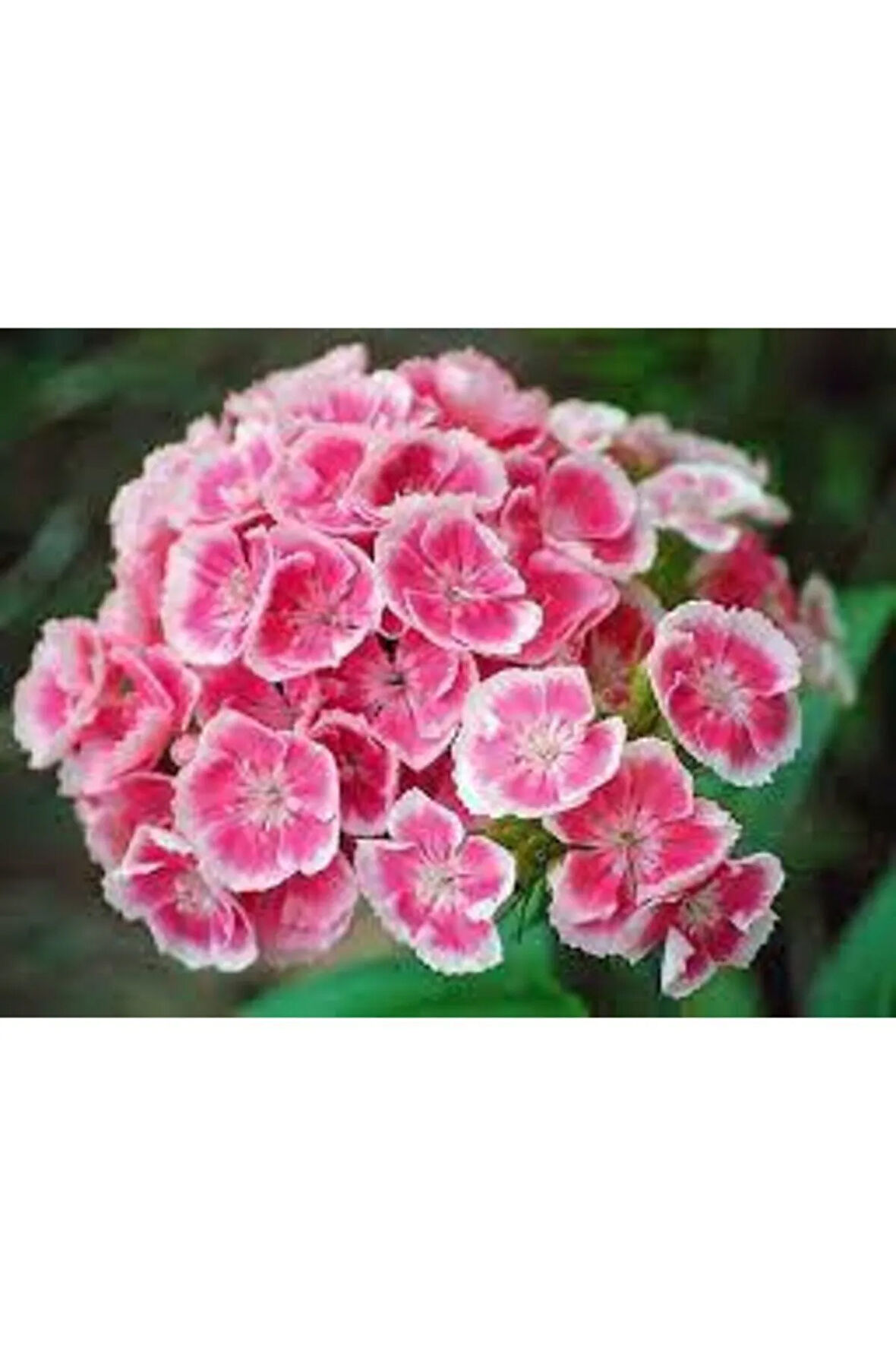 10 Adet Karışık Hüsnü Yusuf Çiçek Tohumu