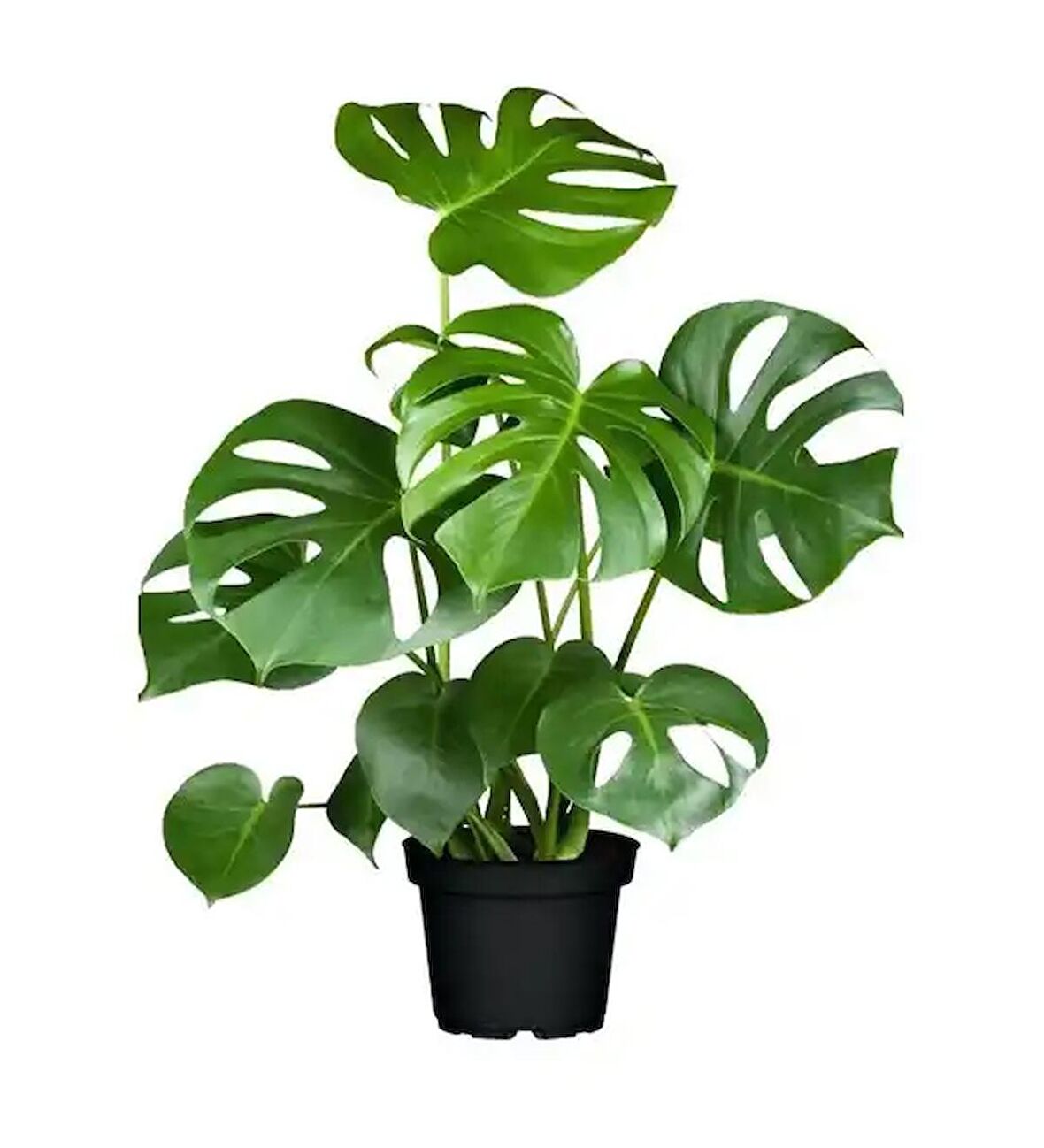 Deve Tabanı Bitkisi - Monstera Deliciosa-ithal 60-70 Cm