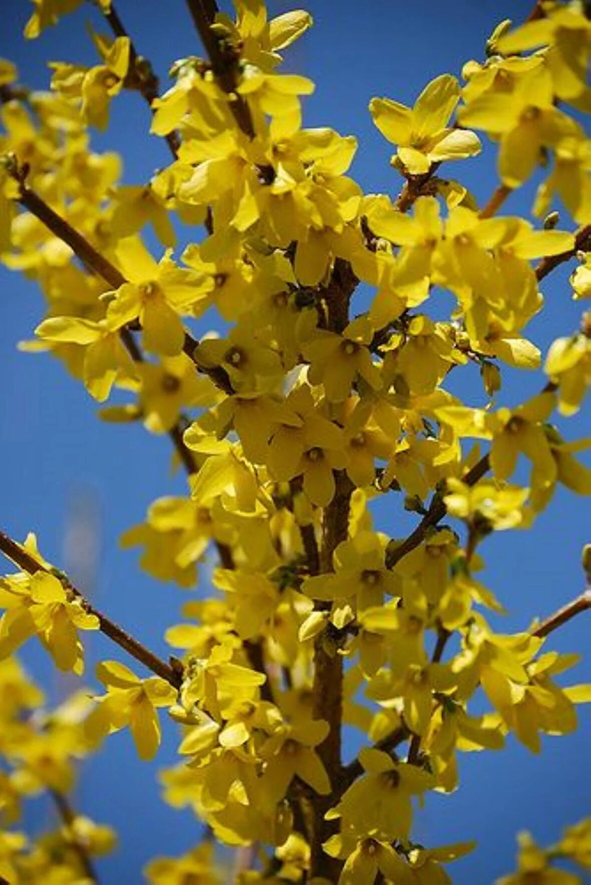 "Altın Çanak (Forsythia) Fidanı - Bahçeniz İçin Parlak ve Çarpıcı Çiçekler"3 adet 2 yaş