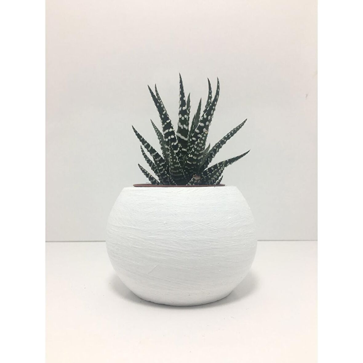 Oval Beton Saksı ve Canlı Sukulent - YE1607