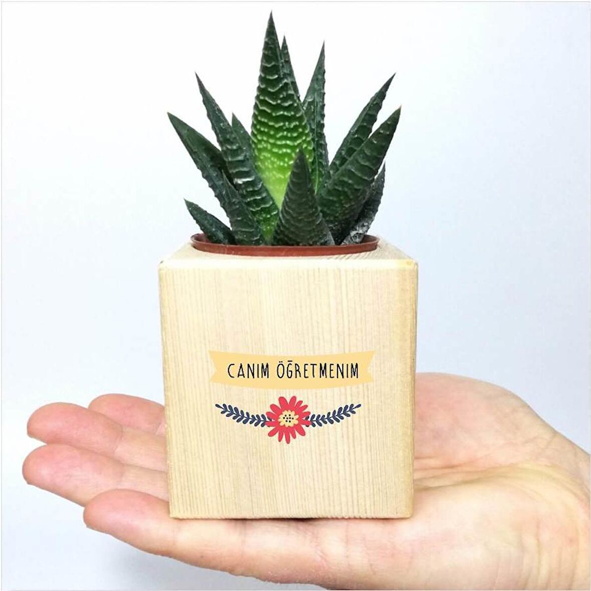 Canım Öğretmenim Temalı Küp Saksıda Sukulent