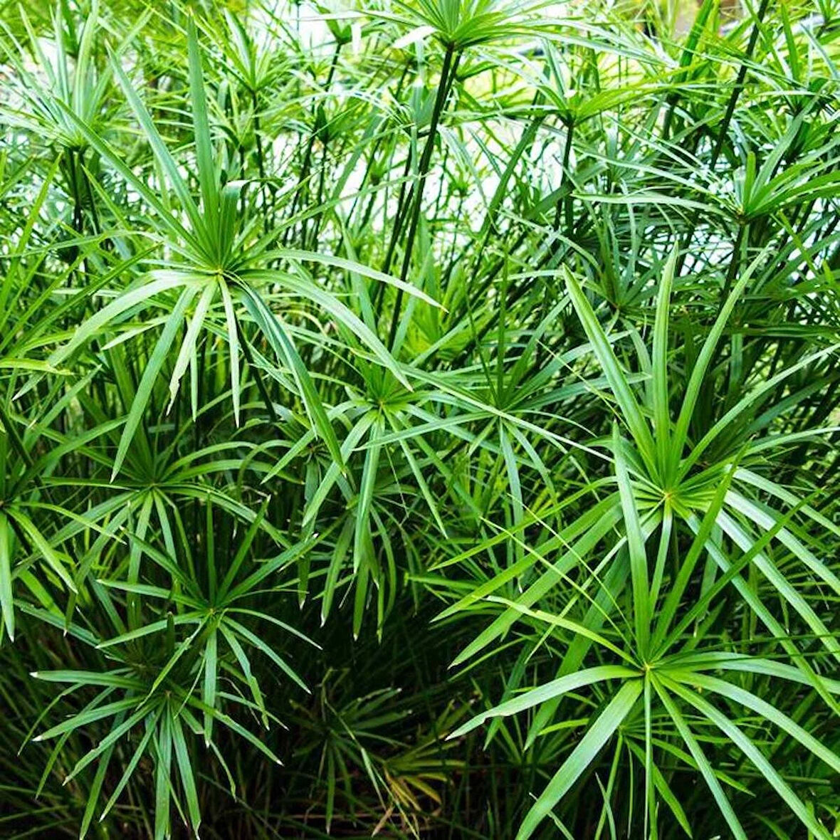 Saksılı Japon Şemsiye fidanı (Sciadopitys verticillata) - Bahçenize Estetik ve Egzotik Katkı"2 yaş