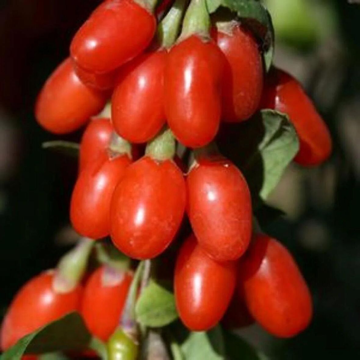 3 Adet  Gojiberry Fidanı Paketi - Lezzete ve Sağlığa Kolay Erişim!
