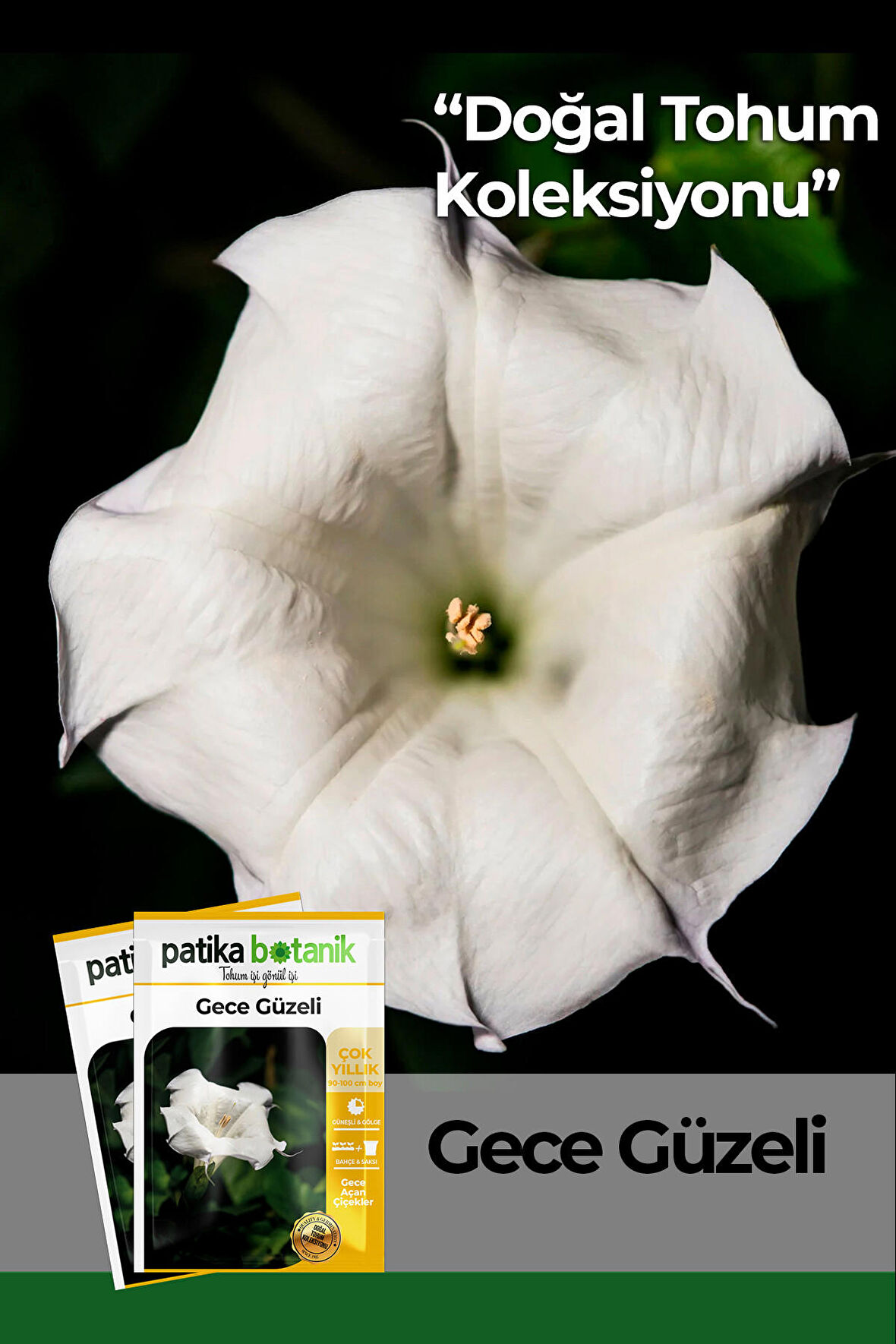 15 Adet Gece Güzeli (Datura L.) Çiçek Tohumu