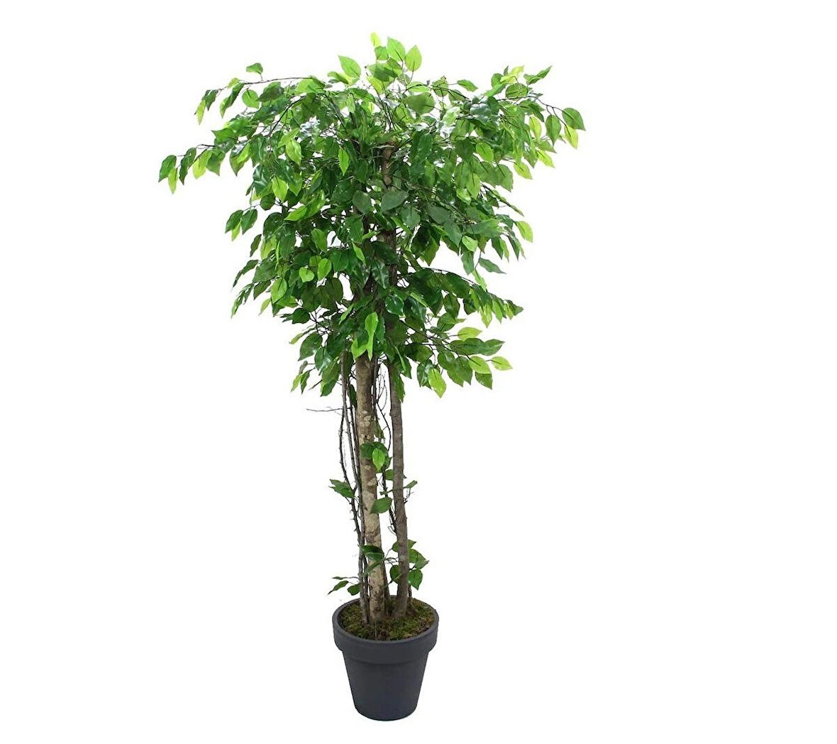 Yapay Ficus Benjamin Ağacı 170 cm