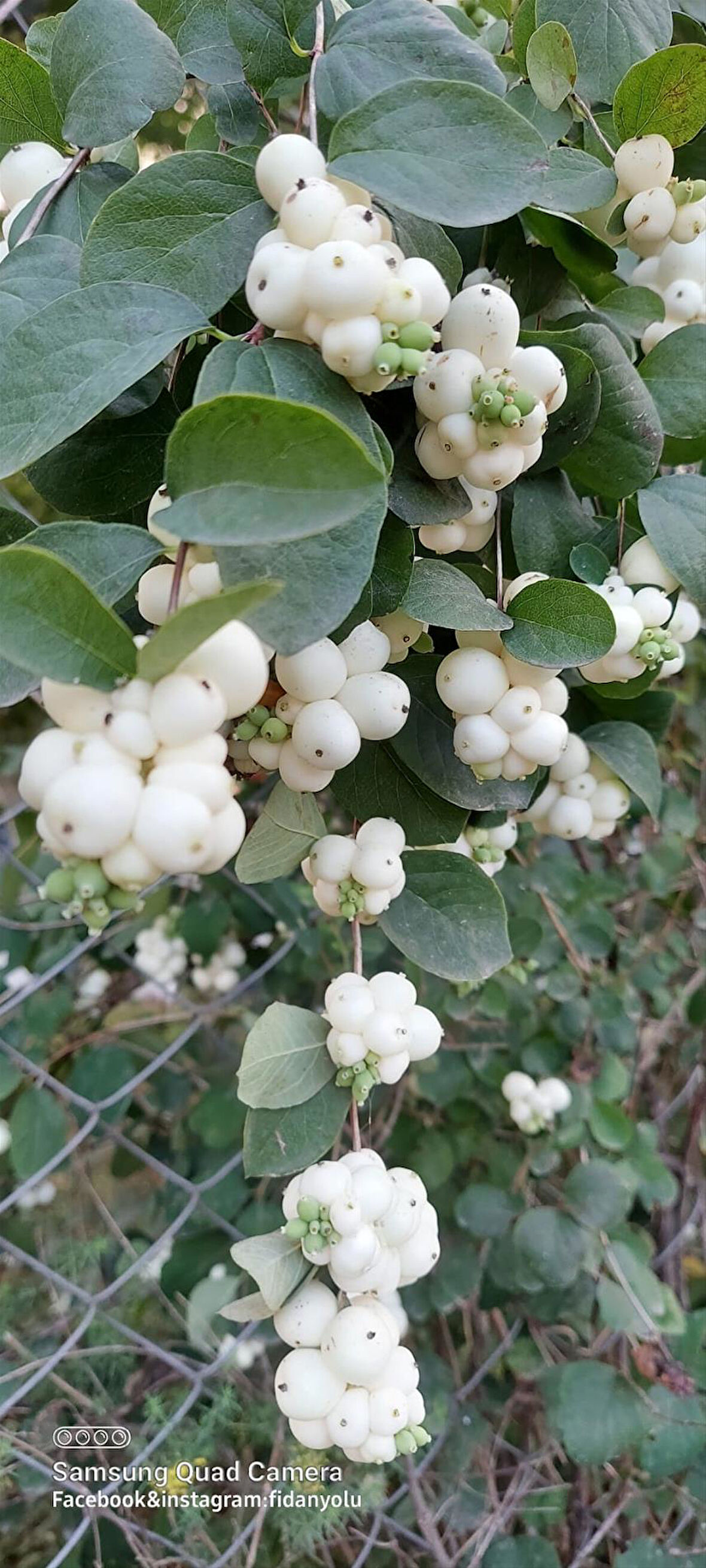 Beyaz İnci Çalısı Caprifoliaceae 20 cm