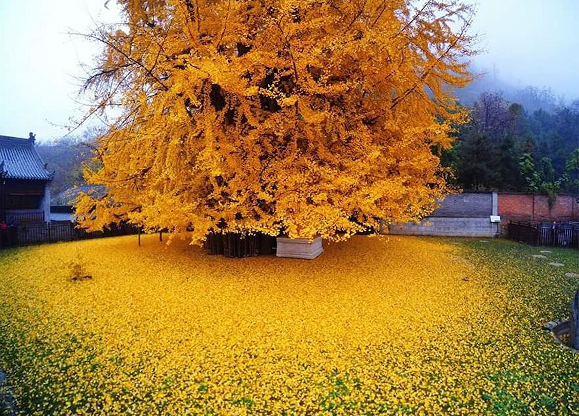 Ginkgo Biloba Mabet Ağacı 20 cm