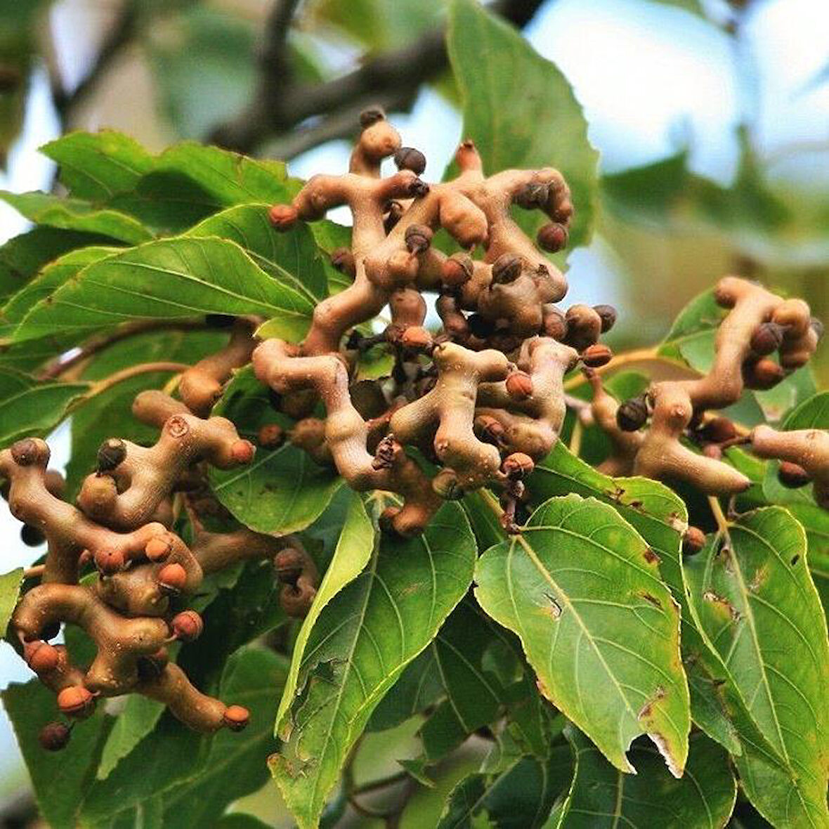 Japon Kuru Üzümü Şeker Ağacı 50 cm