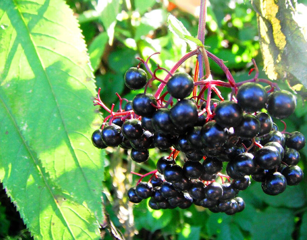 Kara mürver (Sambucus nigra) Doku Kültürü