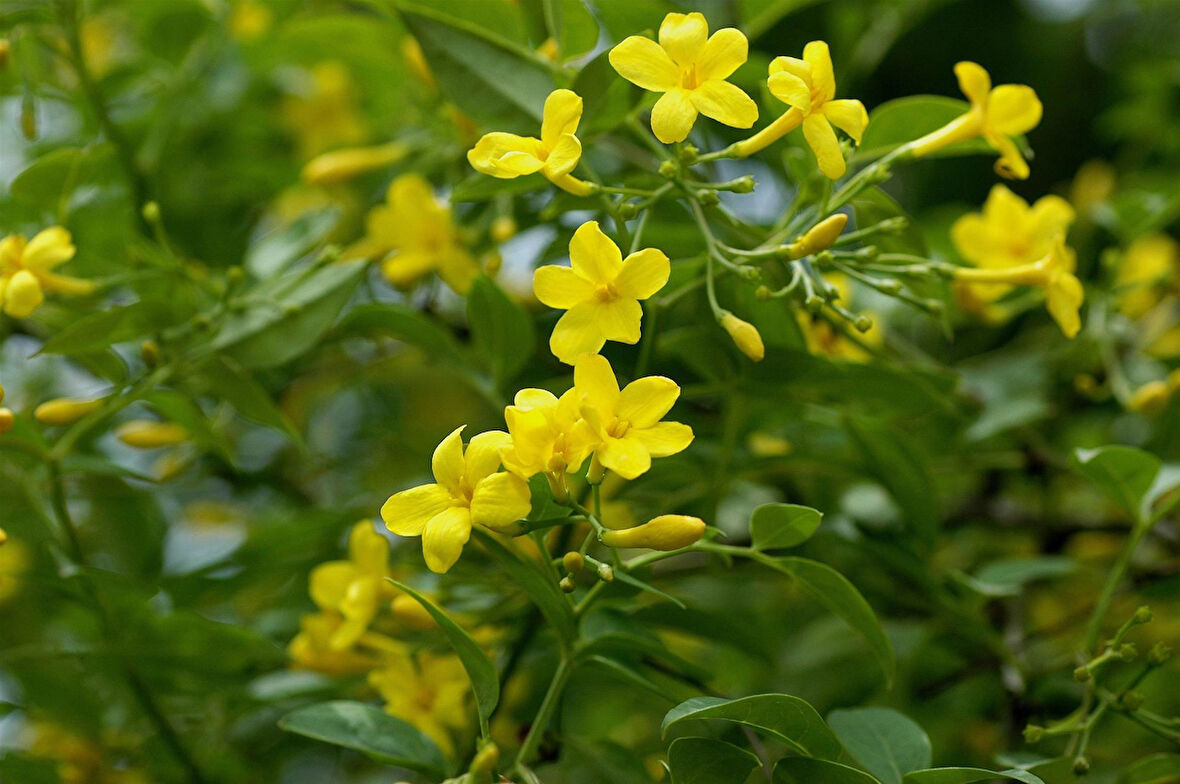 Sarı Yasemin Fidanı (jasminum Humile) 30 cm