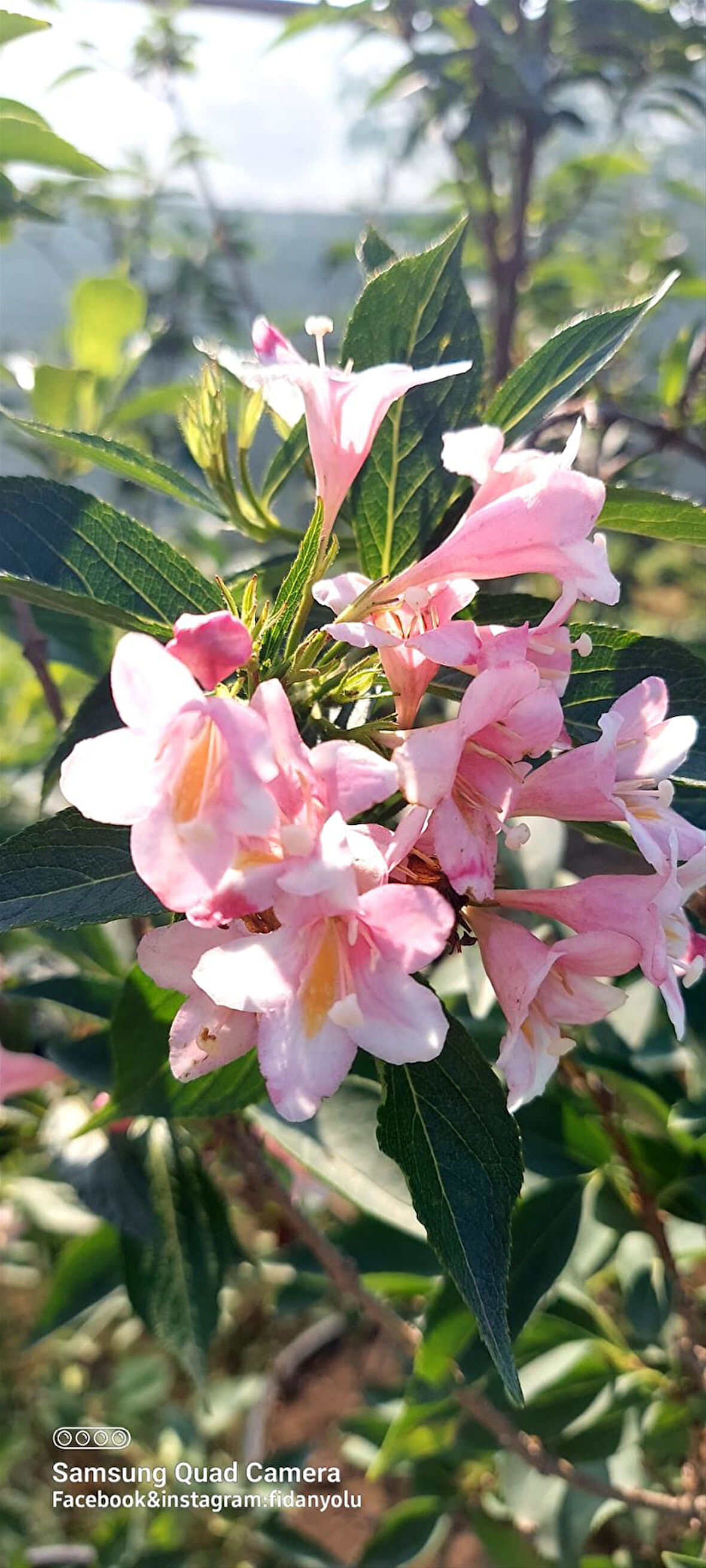 Vangelya Gelin Tacı Pembe