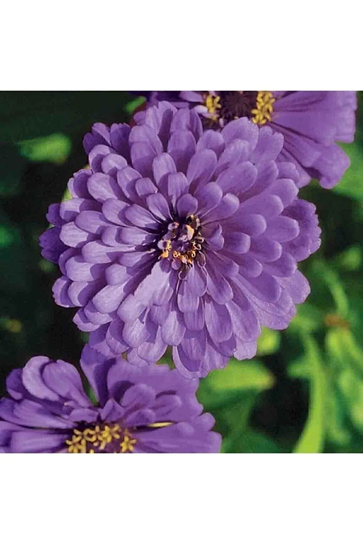 Tohumculuk Dahlia Çiçekli Dream Rosy Lavender Zinya Çiçeği Tohumu