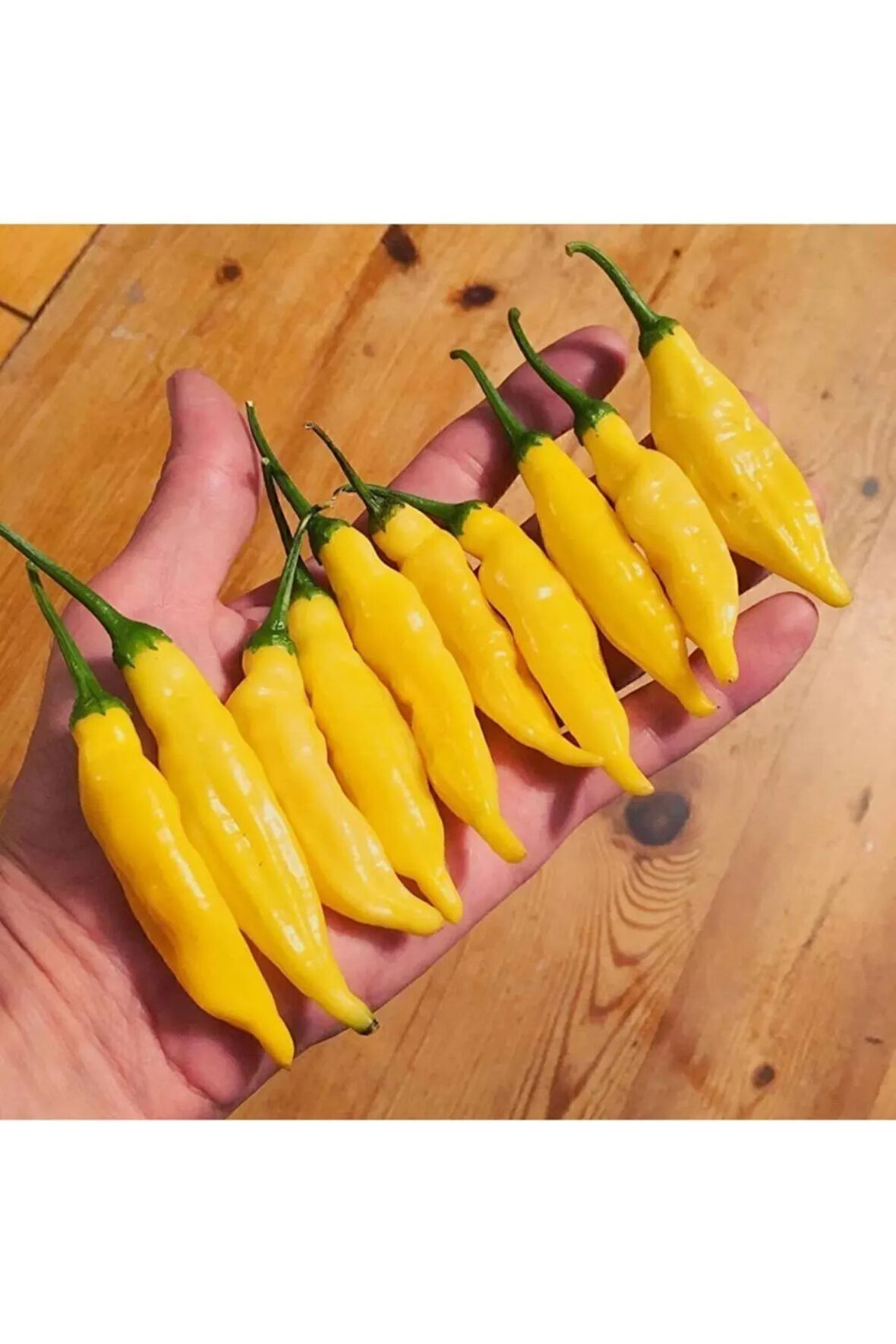 Tohumculuk Limon Damlası Acı Biber Tohumu (10 Tohum)