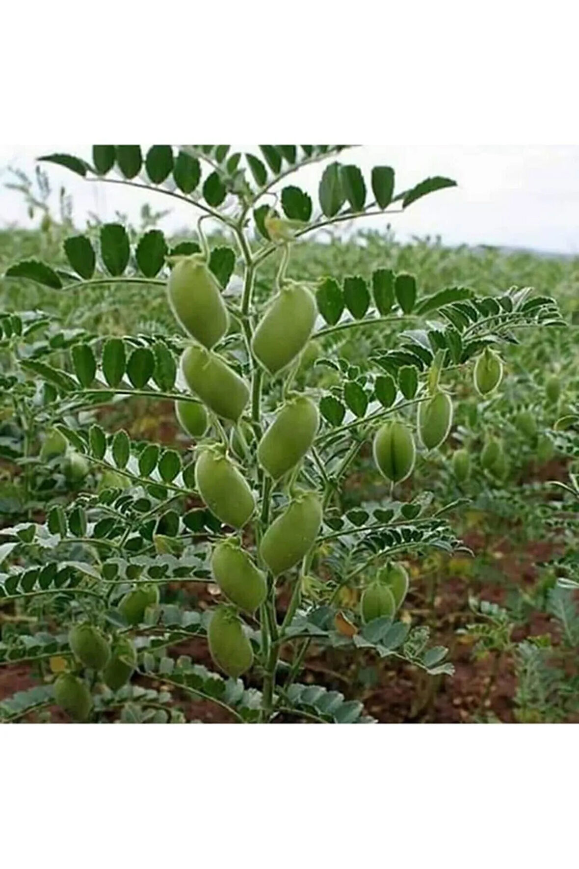 Tohumculuk Taze Nohut Tohumu 50 Adet Tohum Yeşil Nohut Tohumu