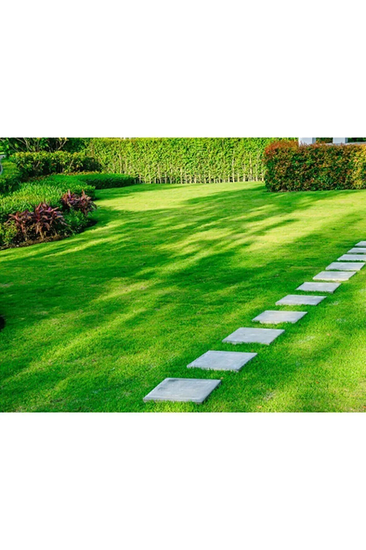 Çim Tohumu 1kg Dayanıklı Yoğun Basılan Alanlar İçin Ideal Çim Tohumu