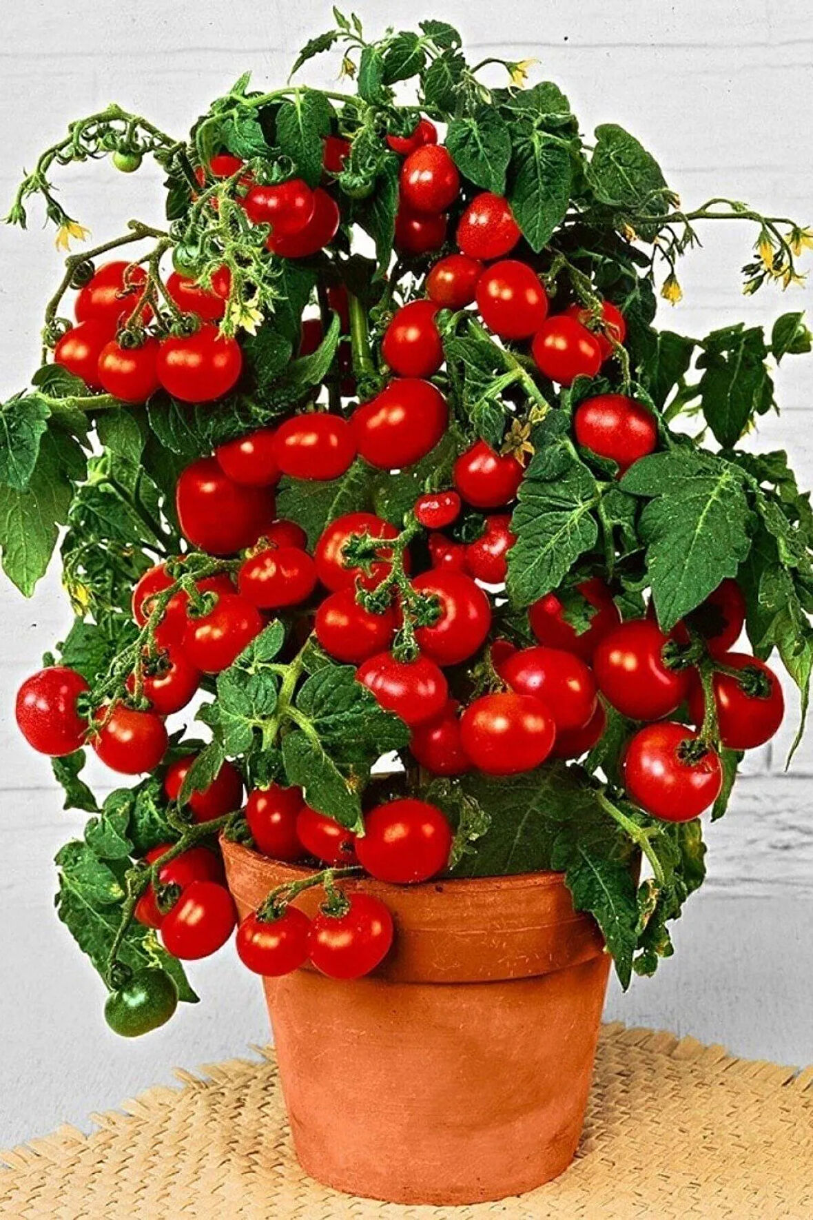Cherry Saksılık Domates Tohumu 10 Adet Tohum