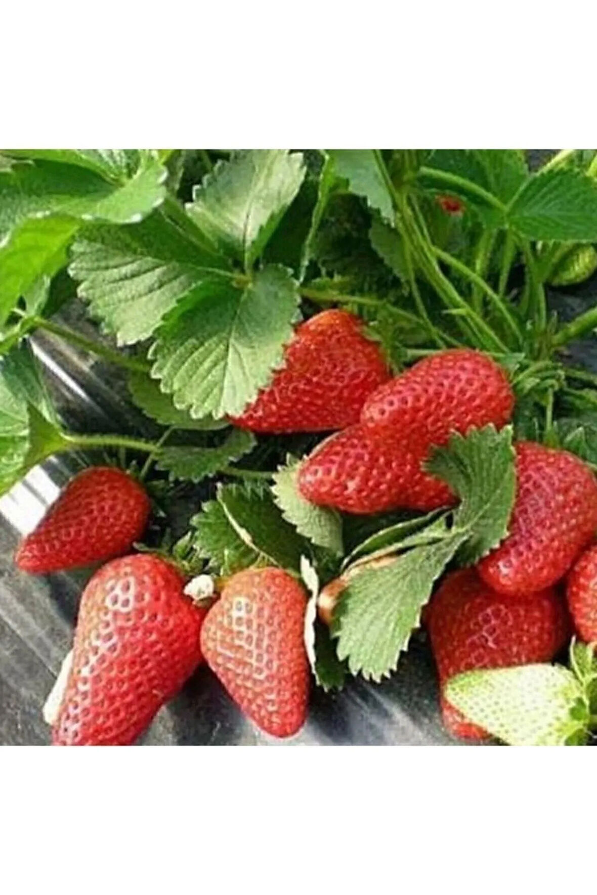 20 Adet Yediveren Çilek Tohumu + Sürpriz Hediye Tohum