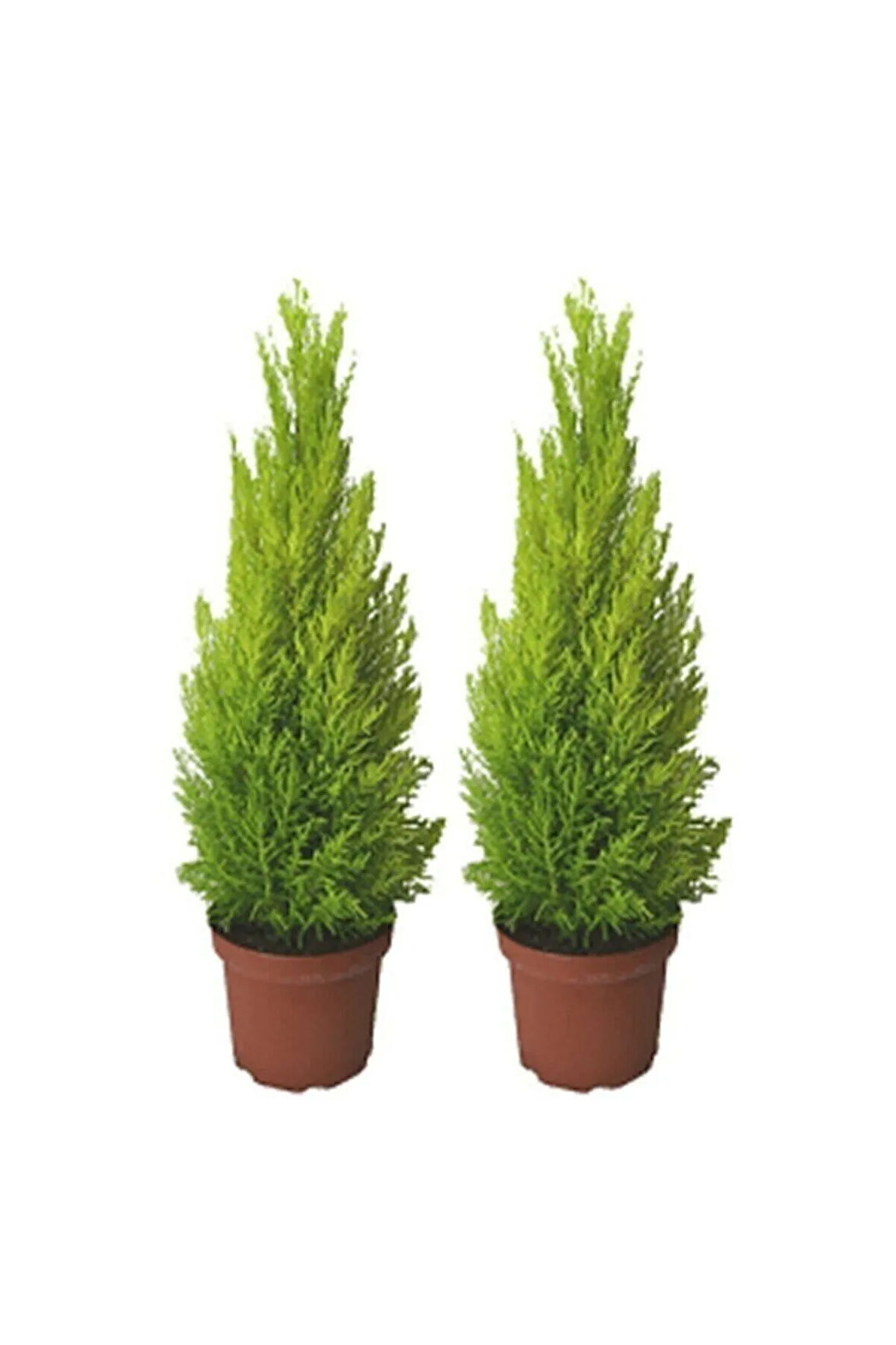 Ithal Bodur Limon Selvi Bonzai Ağacı Tohumu 5 Tohum Bonsai Tohumu